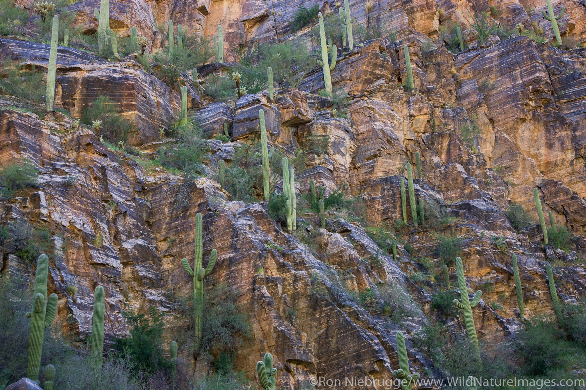 Saguaro Cactus, Sabino Canyon Recreation Area, Tucson, Arizona.