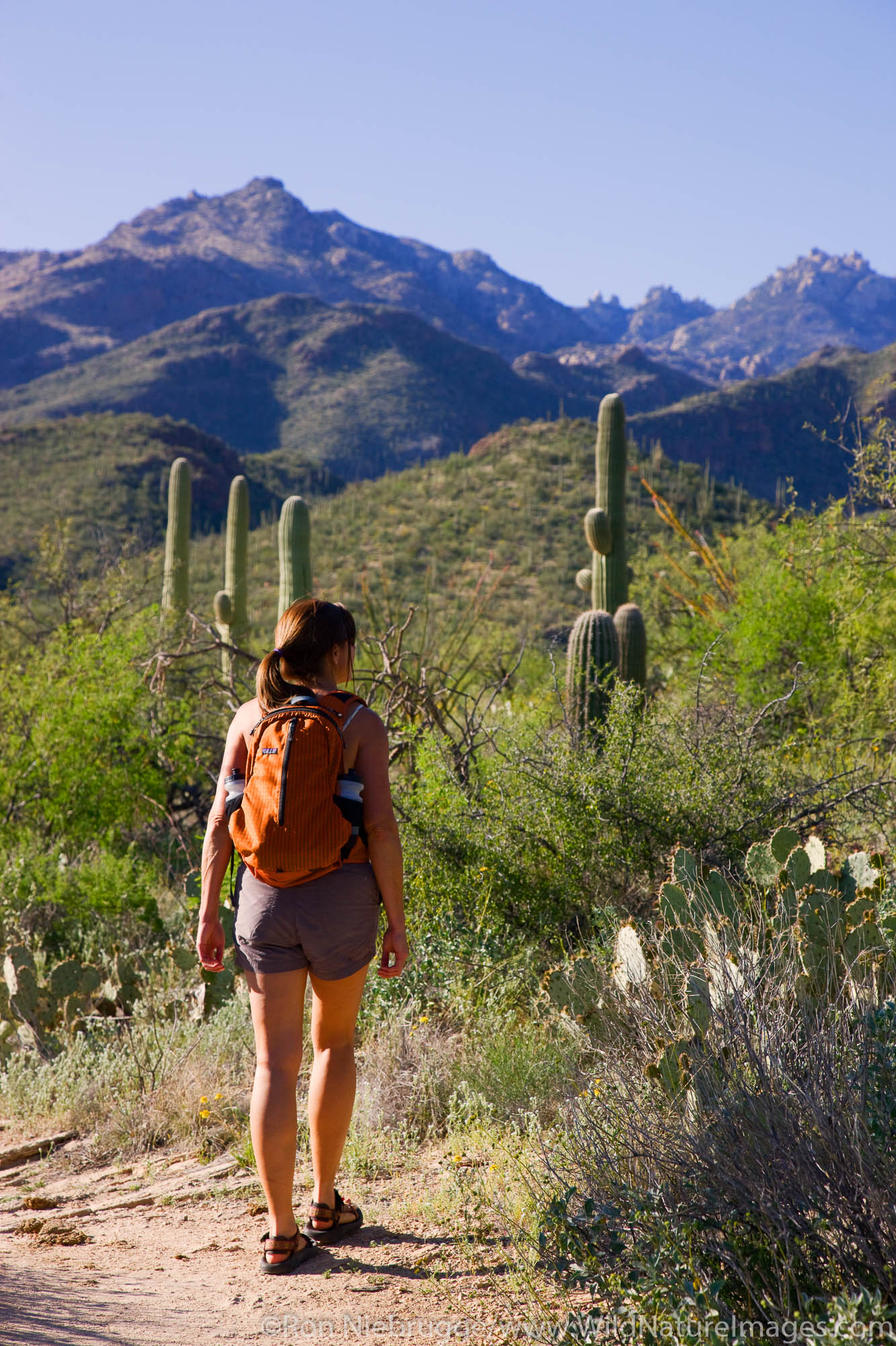 Hiker in Sabino Canyon Recreation Area, Tucson, Arizona.  (model released)