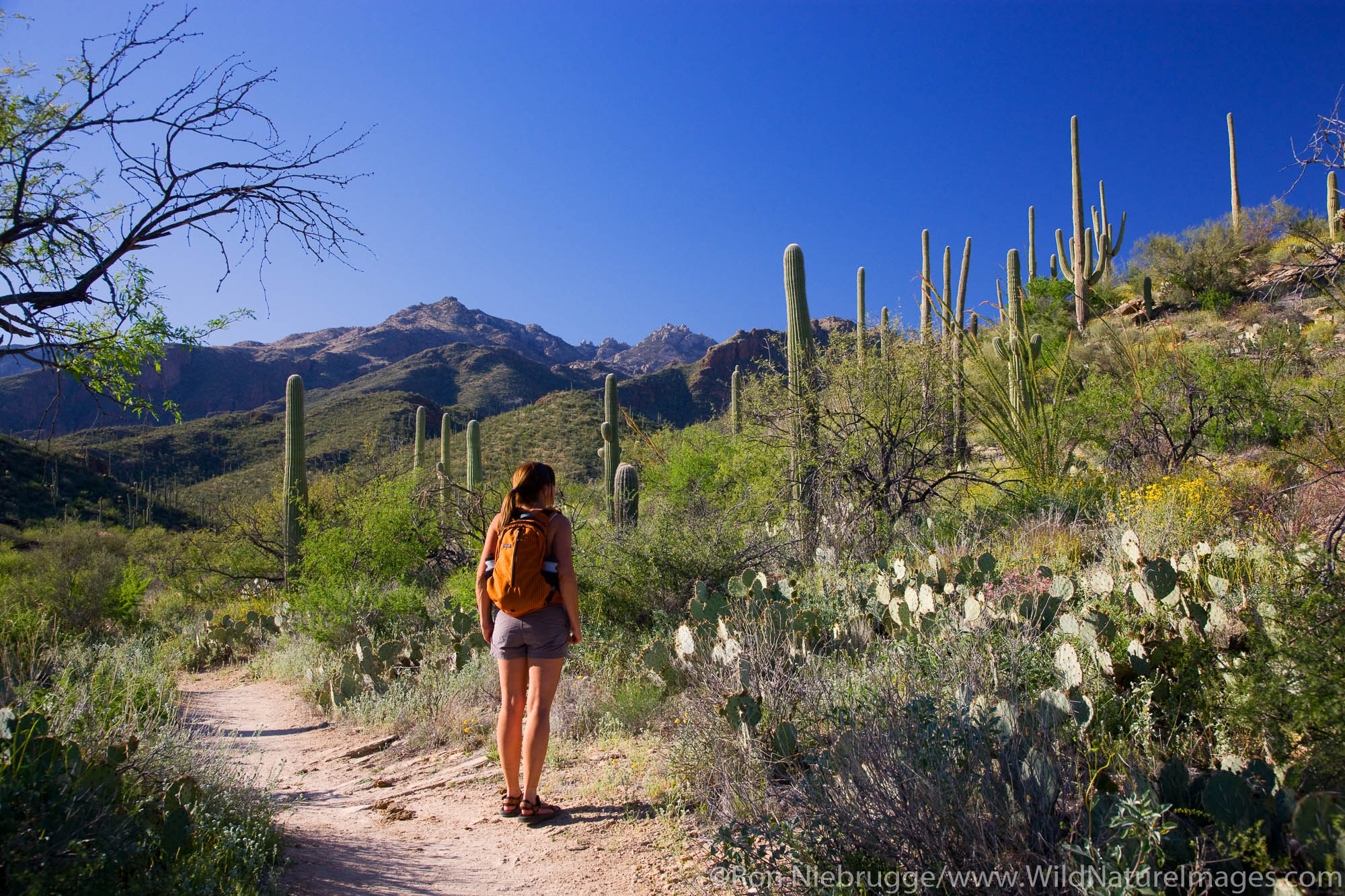 Hiker in Sabino Canyon Recreation Area, Tucson, Arizona.  (model released)