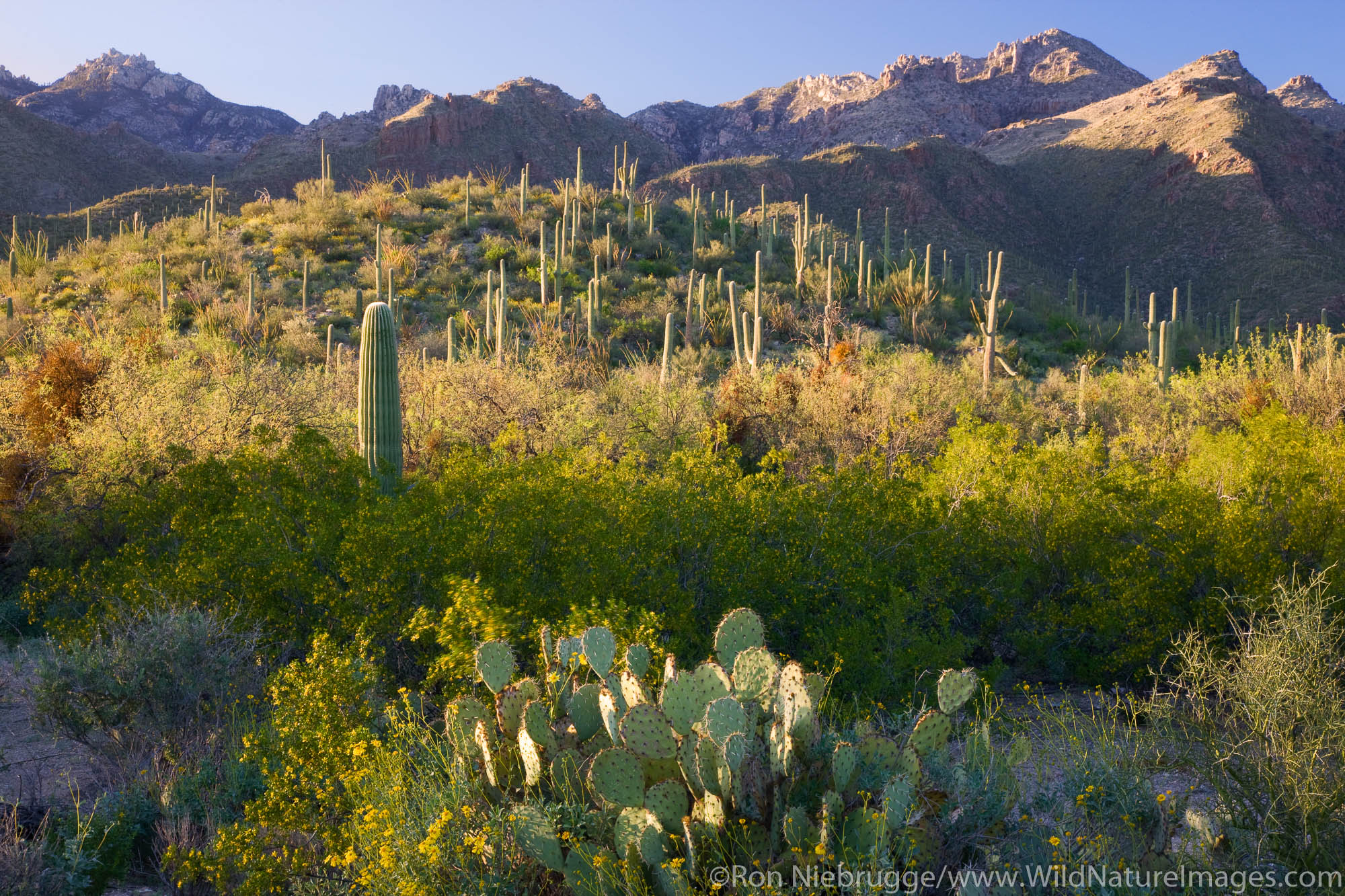 Sabino Canyon Recreation Area, Tucson, Arizona.