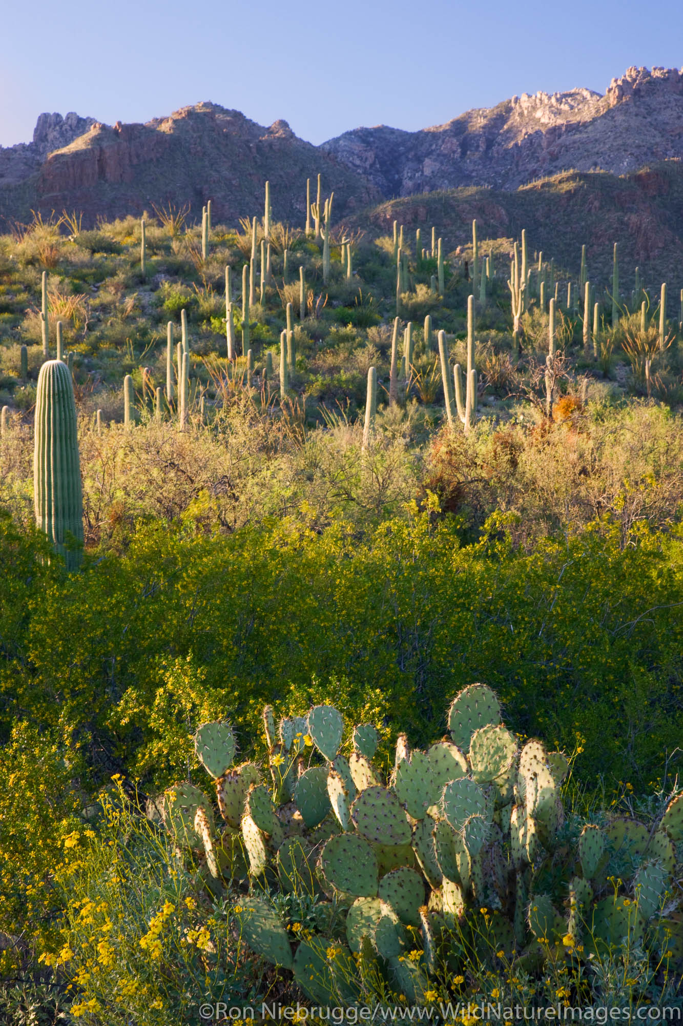 Sabino Canyon Recreation Area, Tucson, Arizona.