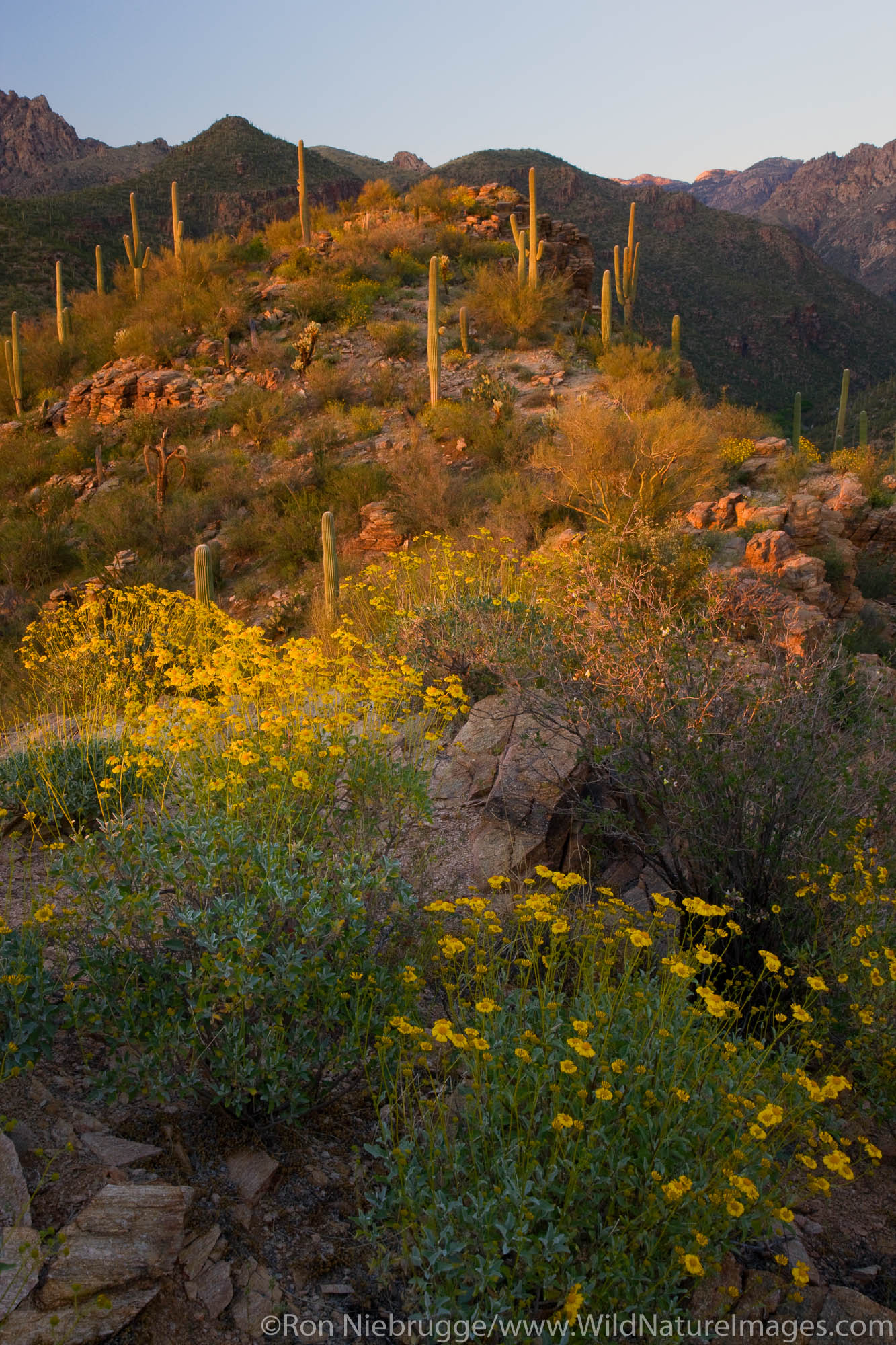 Sabino Canyon Recreation Area, Tucson, Arizona.