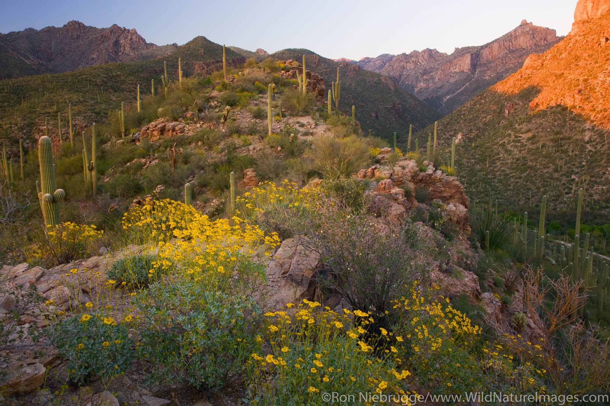 Sabino Canyon Recreation Area, Tucson, Arizona.