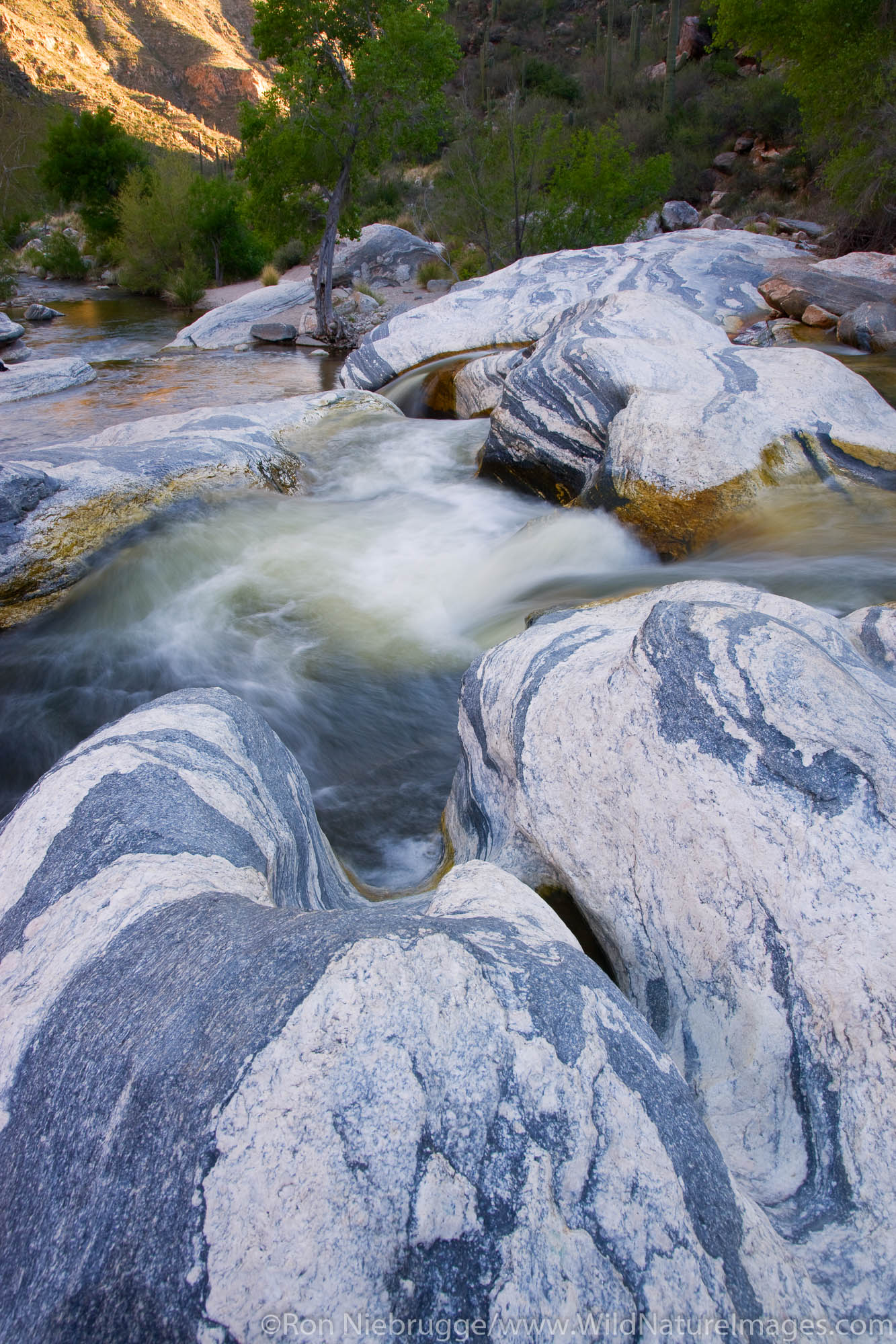Sabino Creek, Sabino Canyon Recreation Area, Tucson, Arizona.