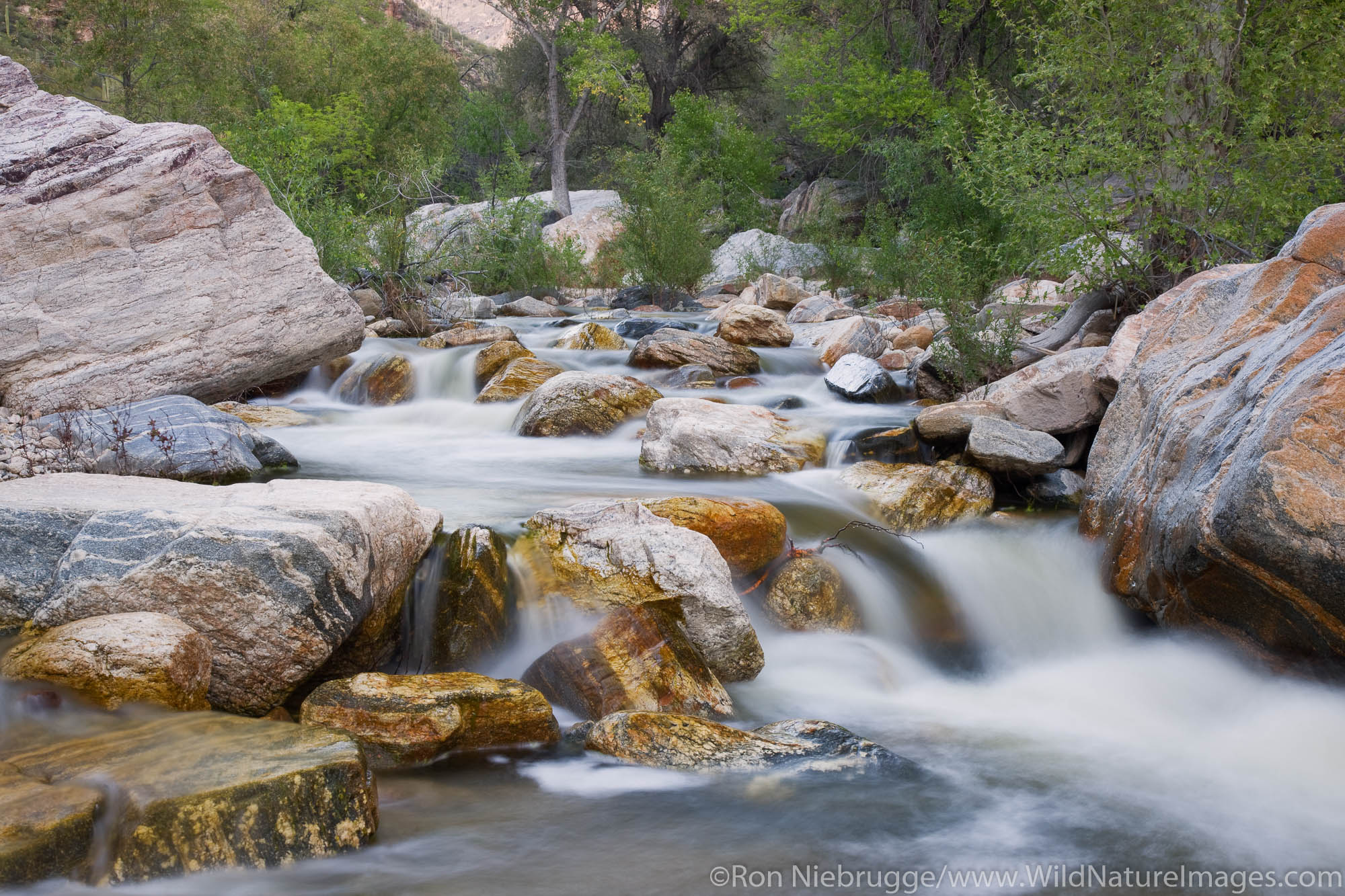 Sabino Creek, Sabino Canyon Recreation Area, Tucson, Arizona.