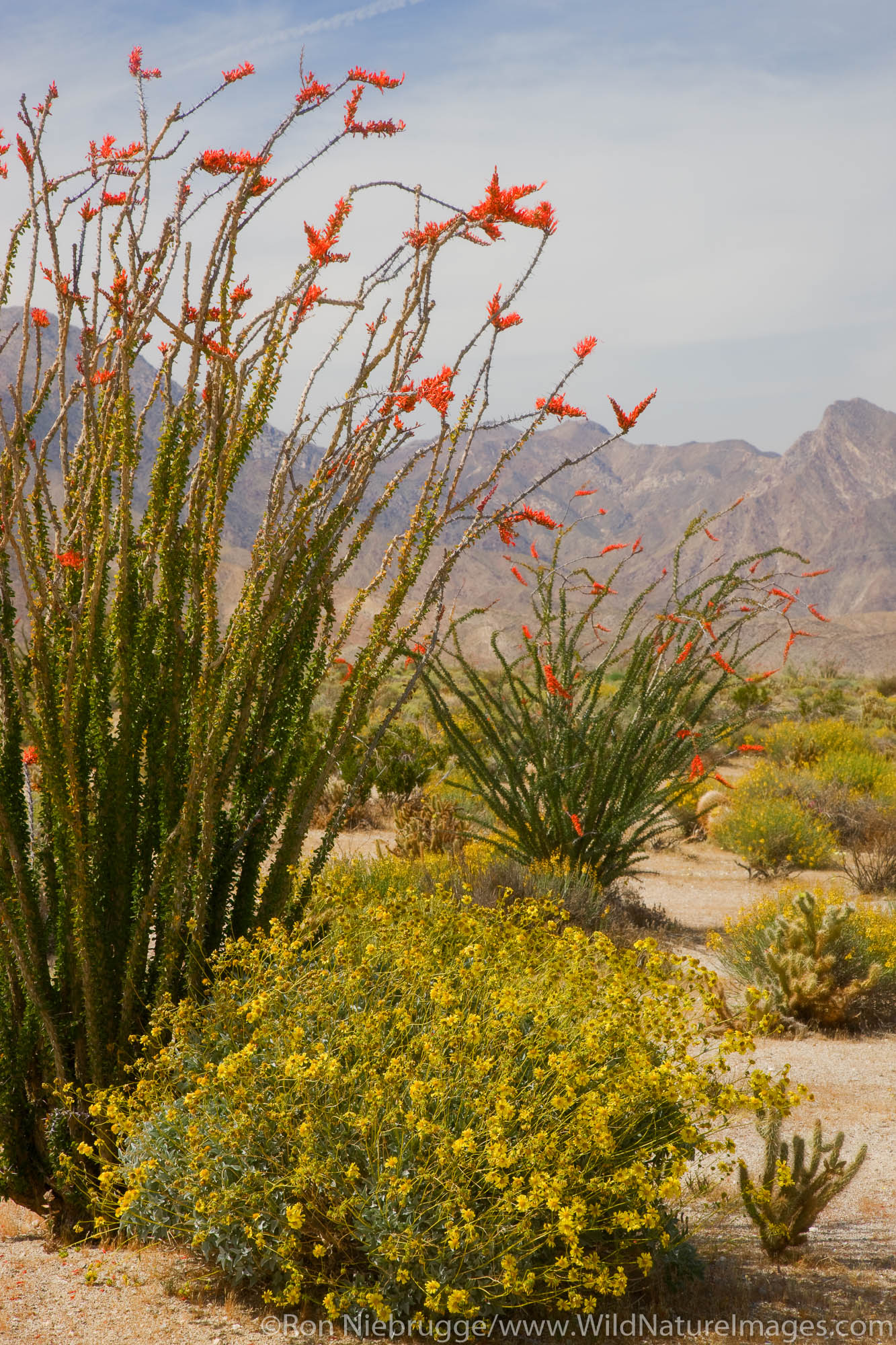 Anza-Borrego Desert State Park, California.