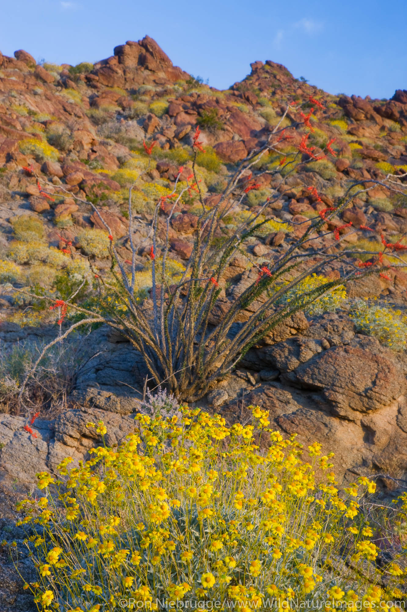 Anza-Borrego Desert State Park, California.