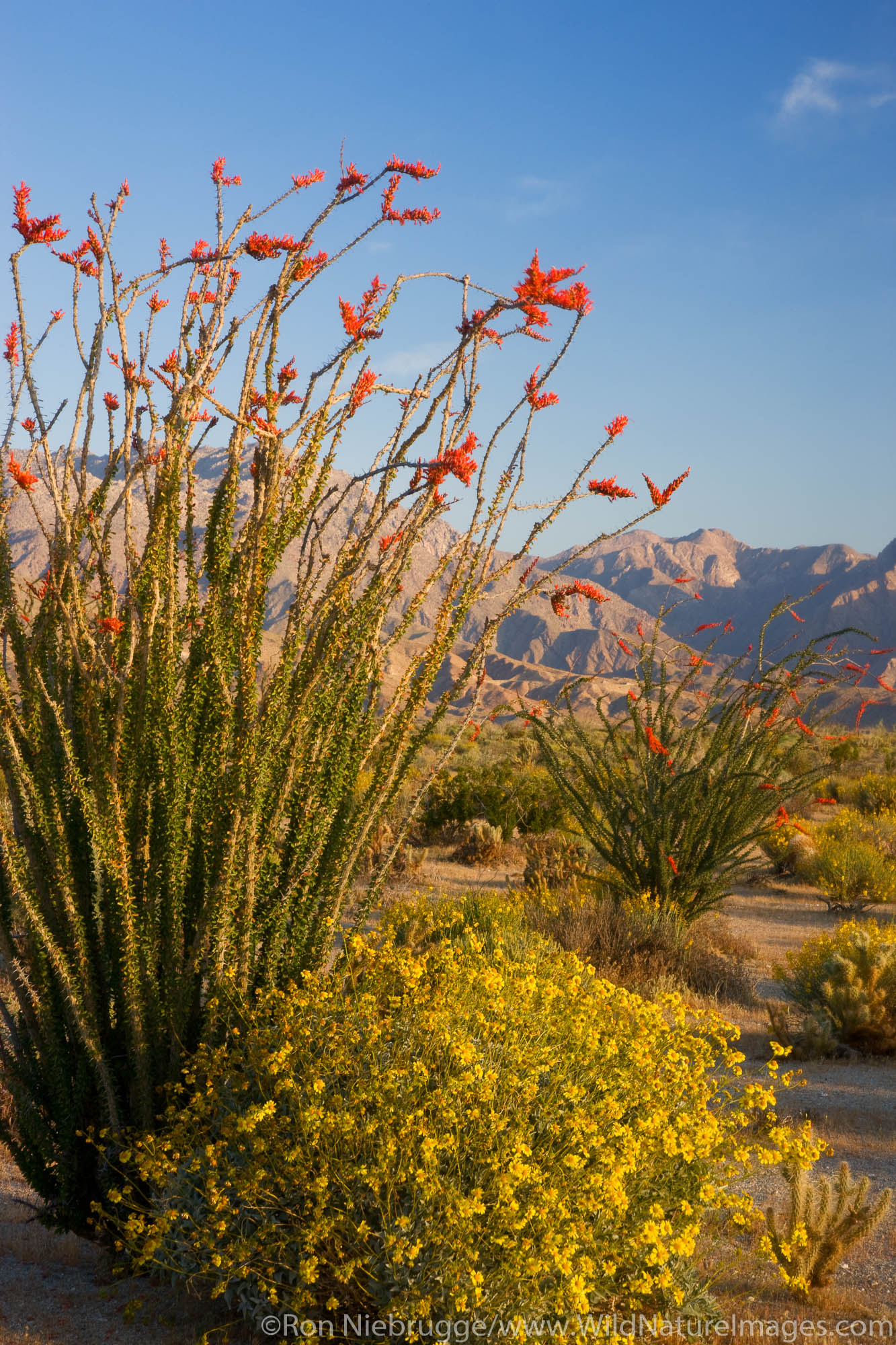 Anza-Borrego Desert State Park, California.