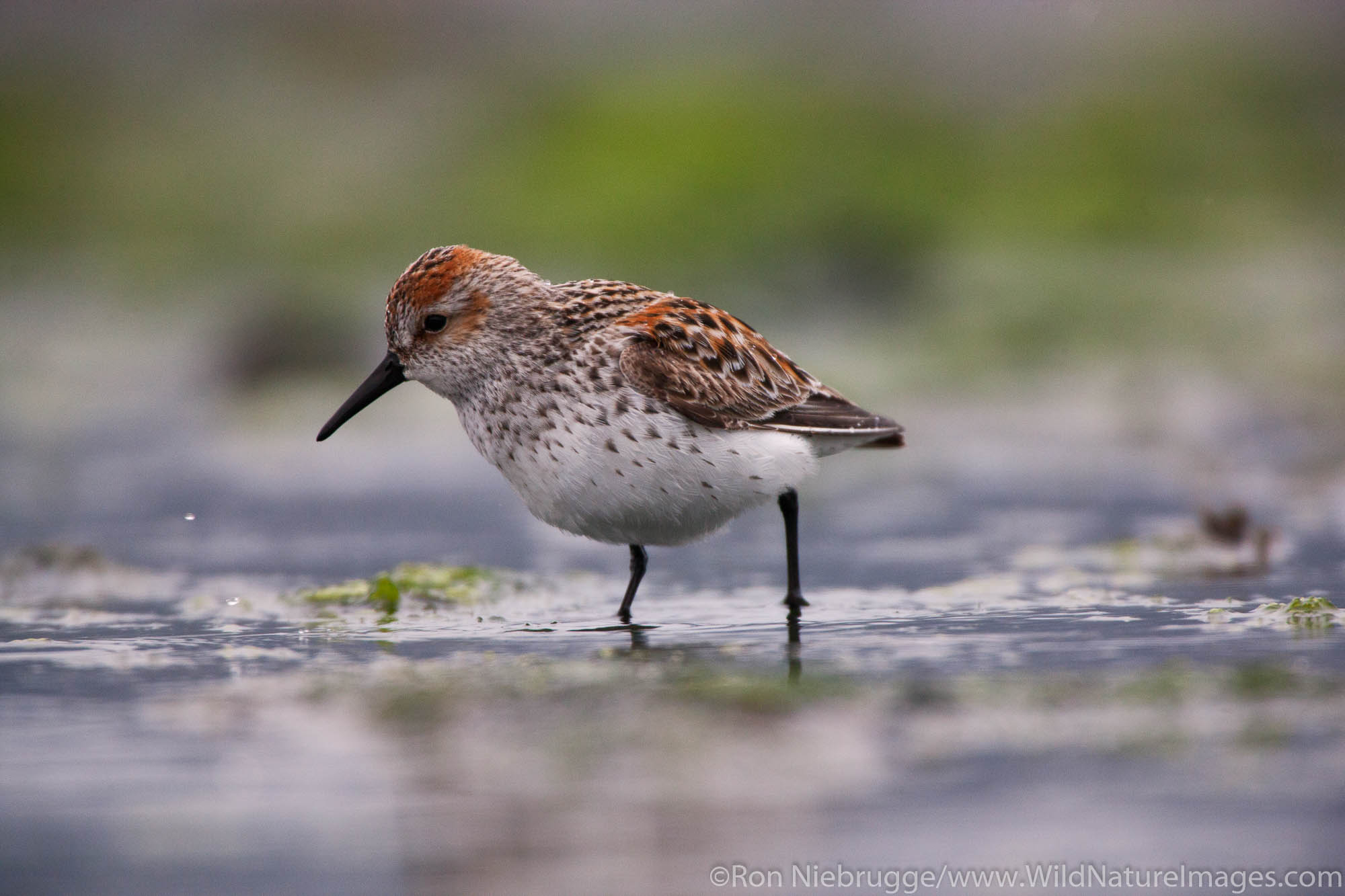 Western Sandpiper, Resurrection Bay, Seward, Alaska.