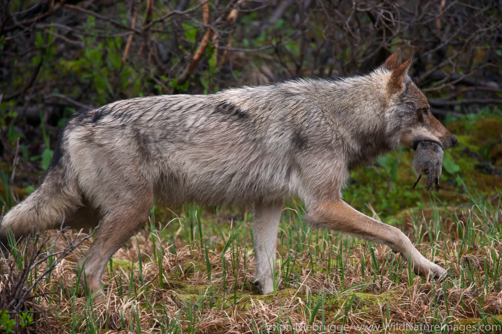 Wild wolf, Denali National Park, Alaska.