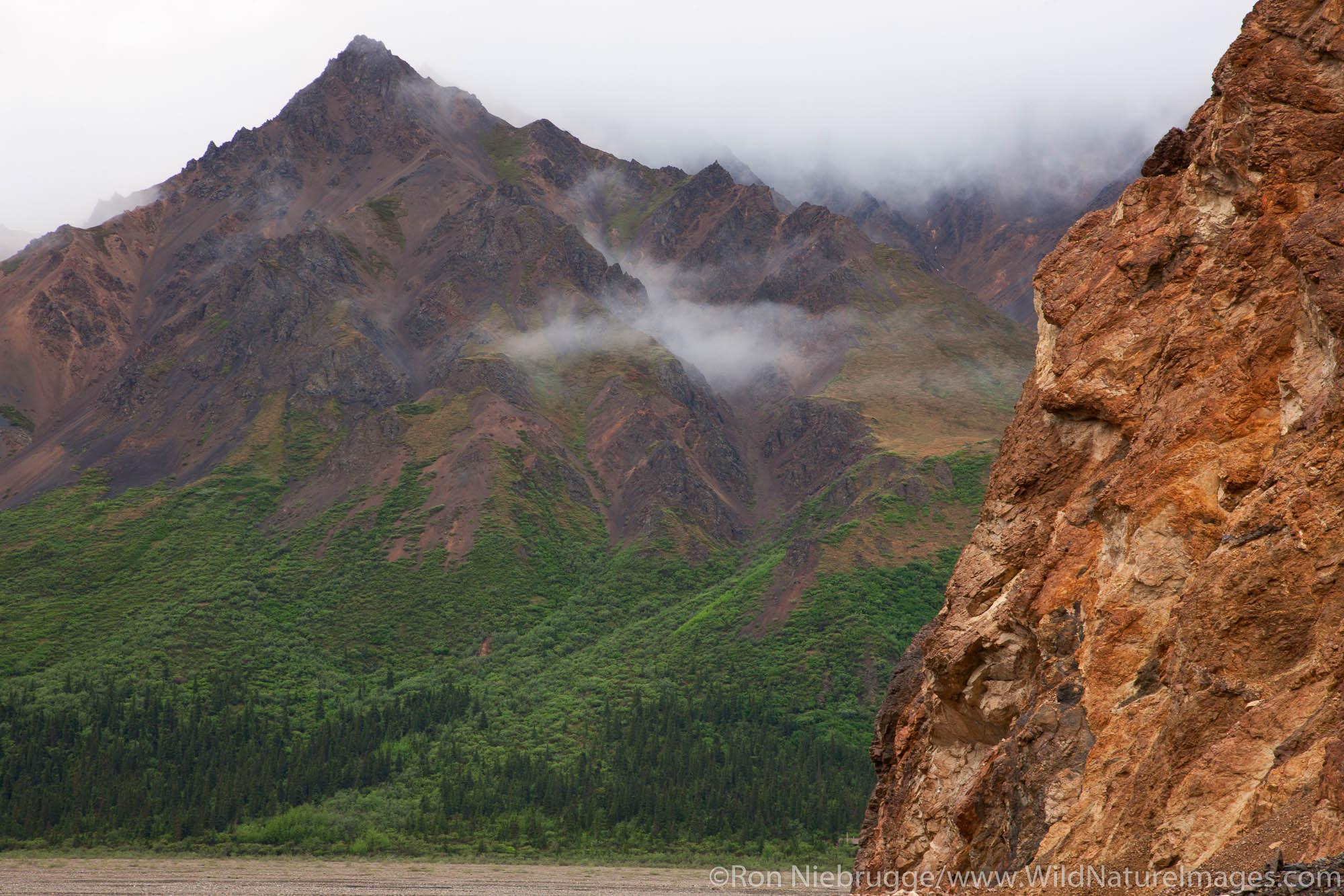 Toklat area, Denali National Park, Alaska.