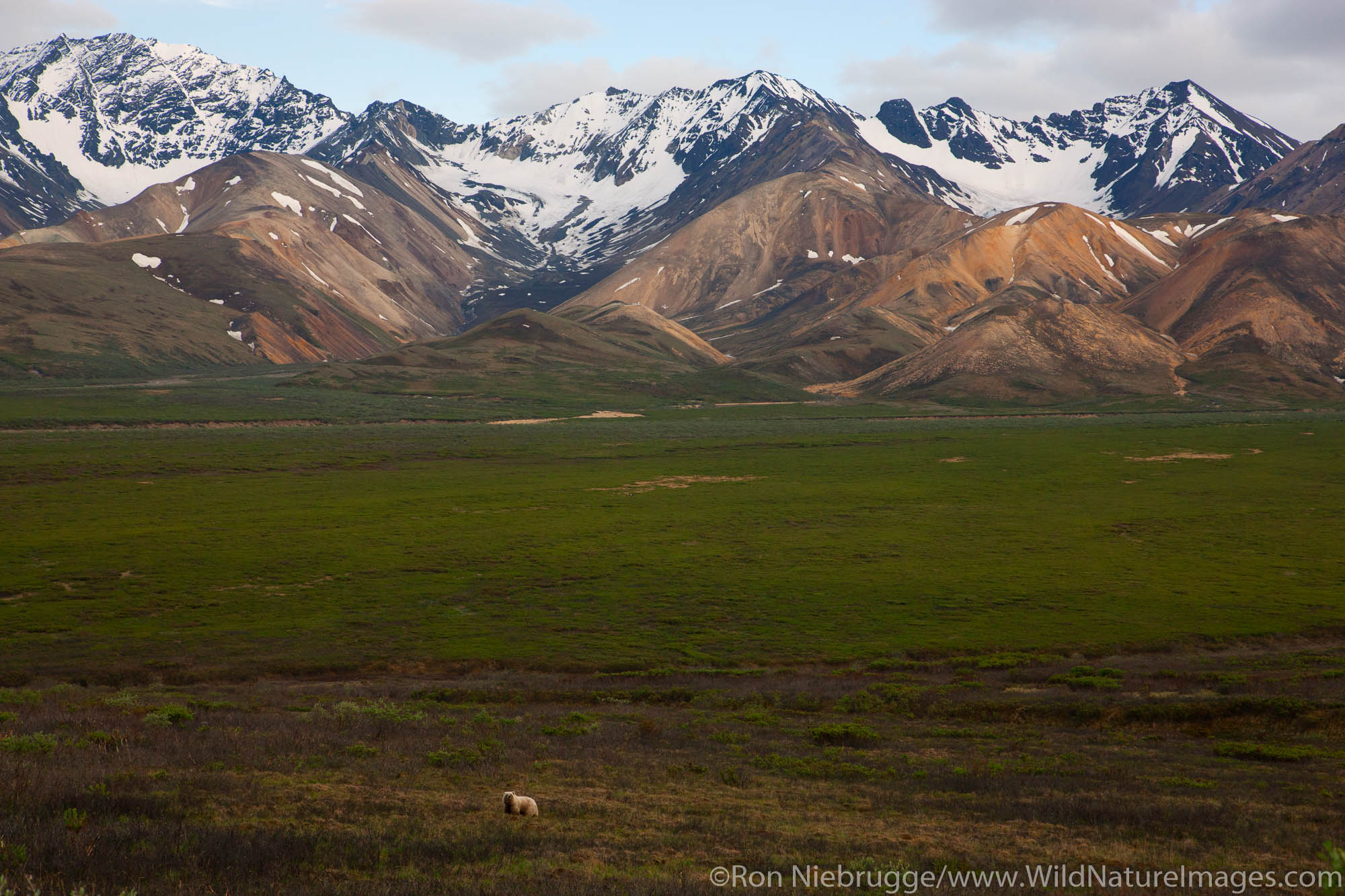 Grizzly bear, Denali National Park, Alaska.