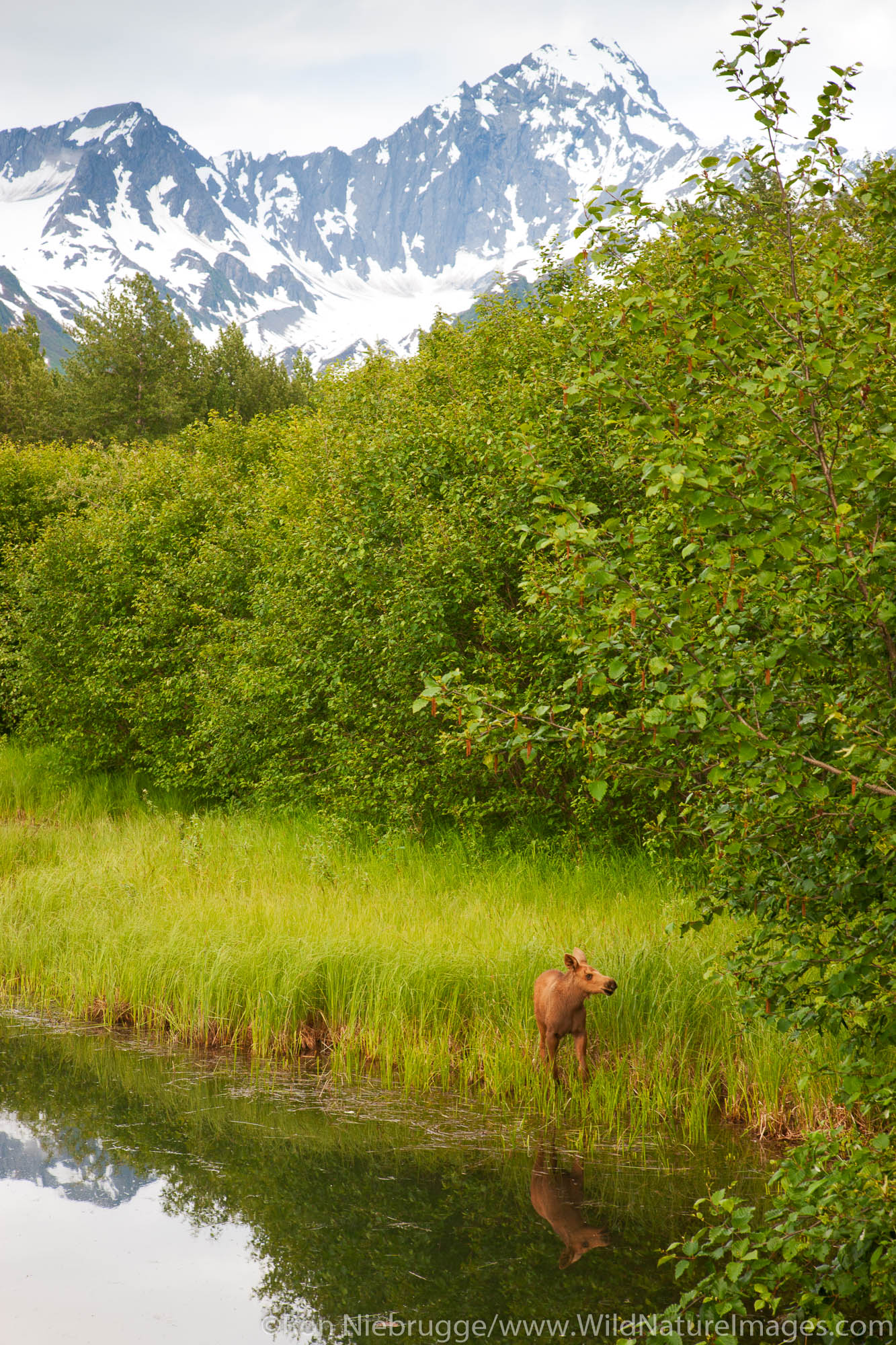 Young moose calf Chugach National Forest, Seward, Alaska.