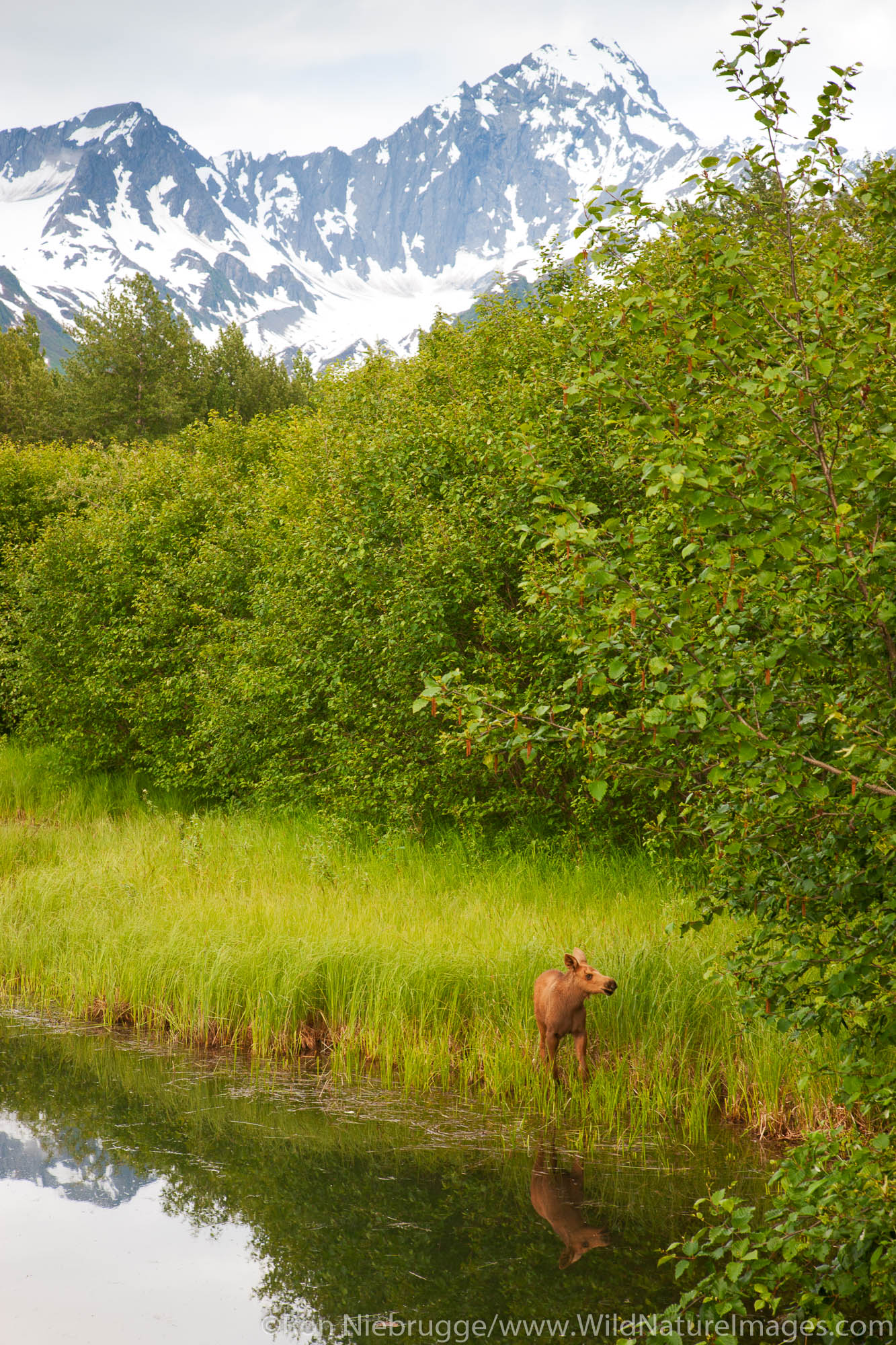 Bull Moose at Sunset, Eagle River Nature Center, Alaska, 24x36