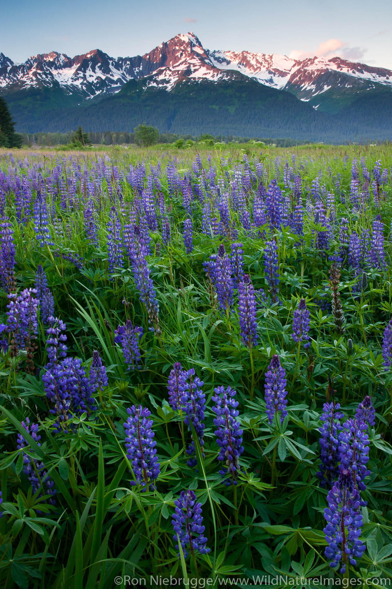 Mt Alice and a field of lupine along Resurrection Bay, Seward, Alaska.