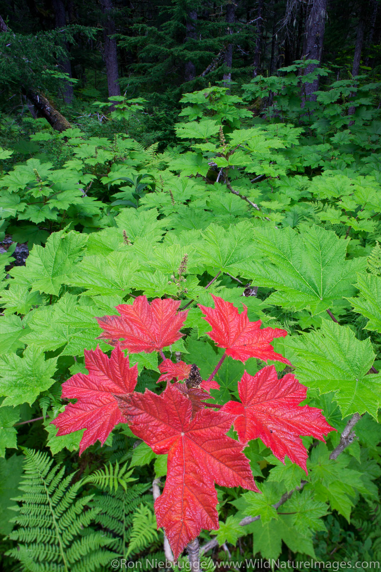 Red Devils Club, Chugach National Forest, Alaska.