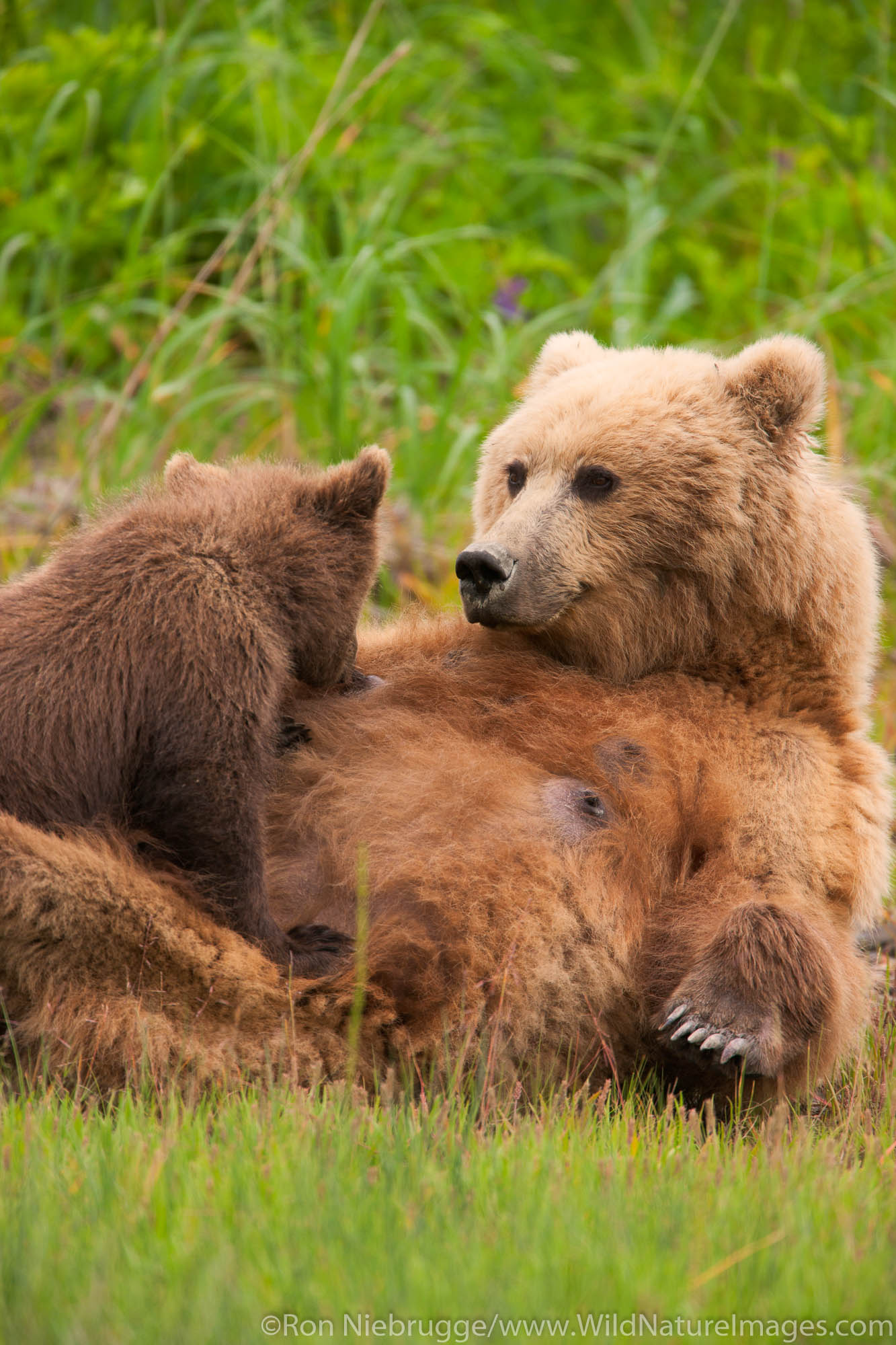 A Brown or Grizzly Bear cub nursing, Lake Clark National Park, Alaska.