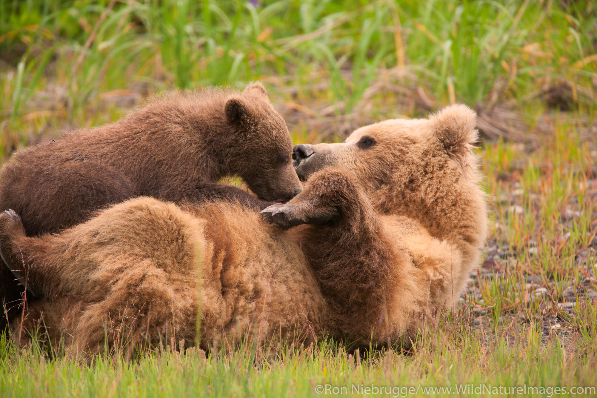 A Brown or Grizzly Bear cub nursing, Lake Clark National Park, Alaska.