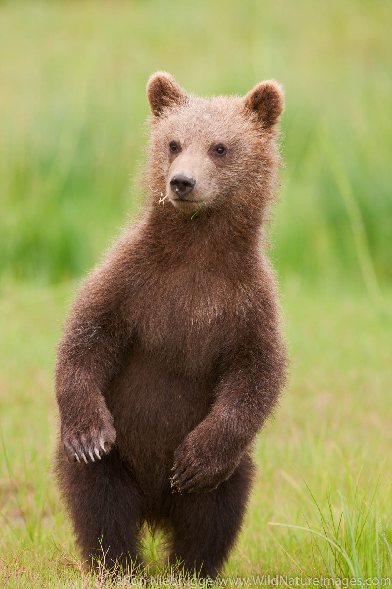 A Brown or Grizzly Bear cub, Lake Clark National Park, Alaska.