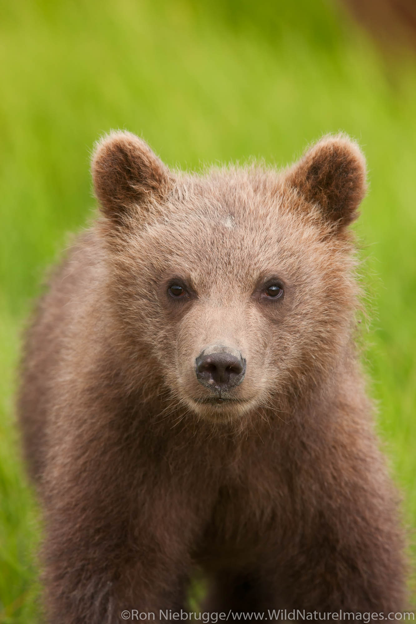 A Brown or Grizzly Bear cub, Lake Clark National Park, Alaska.