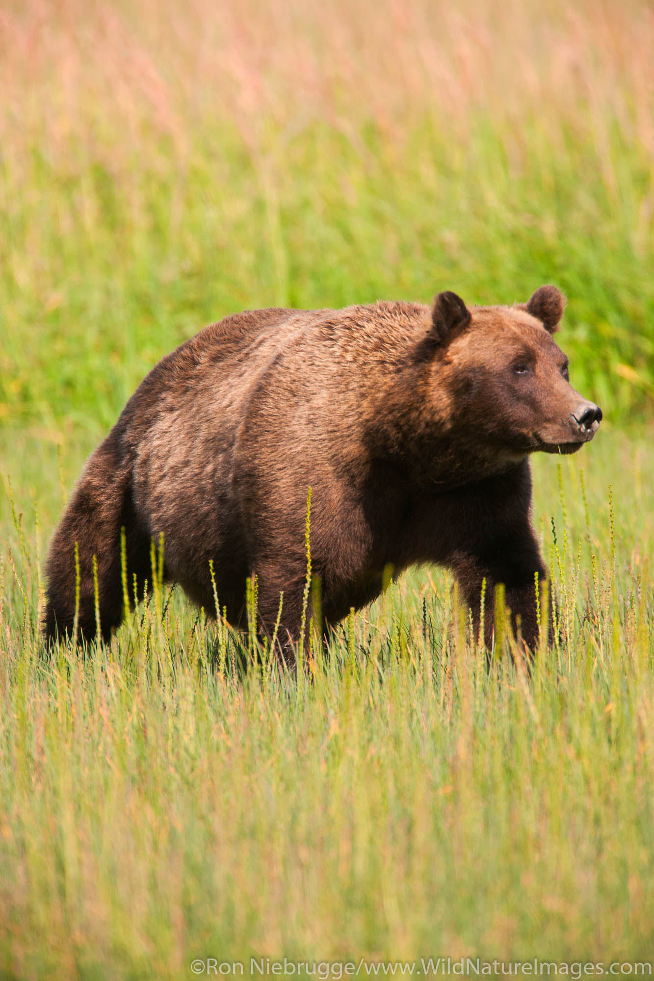 A Brown or Grizzly Bear, Lake Clark National Park, Alaska.