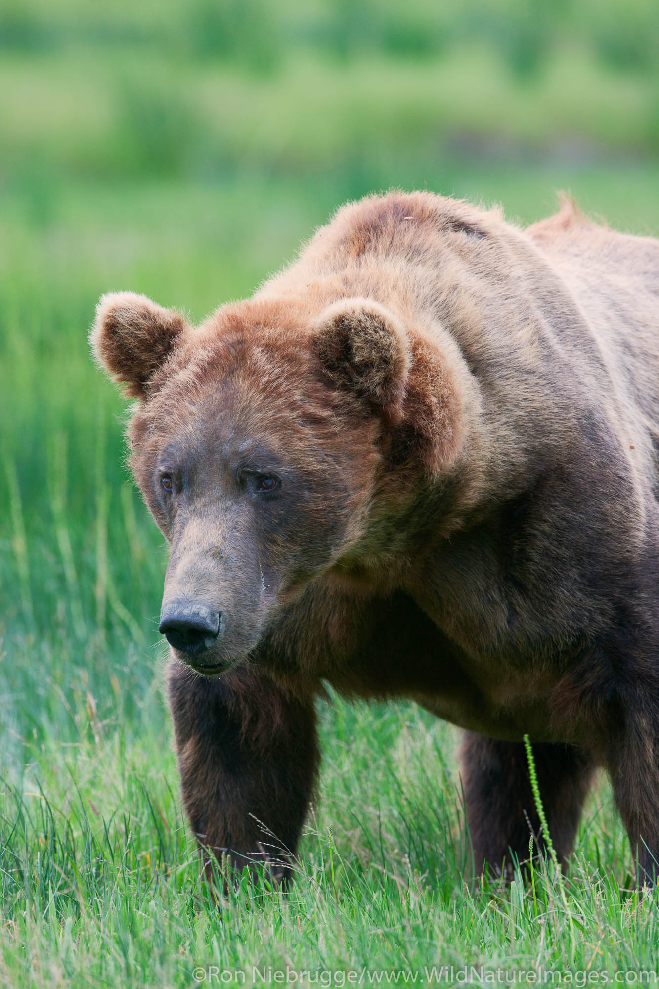 A male Brown or Grizzly Bear, Lake Clark National Park, Alaska.
