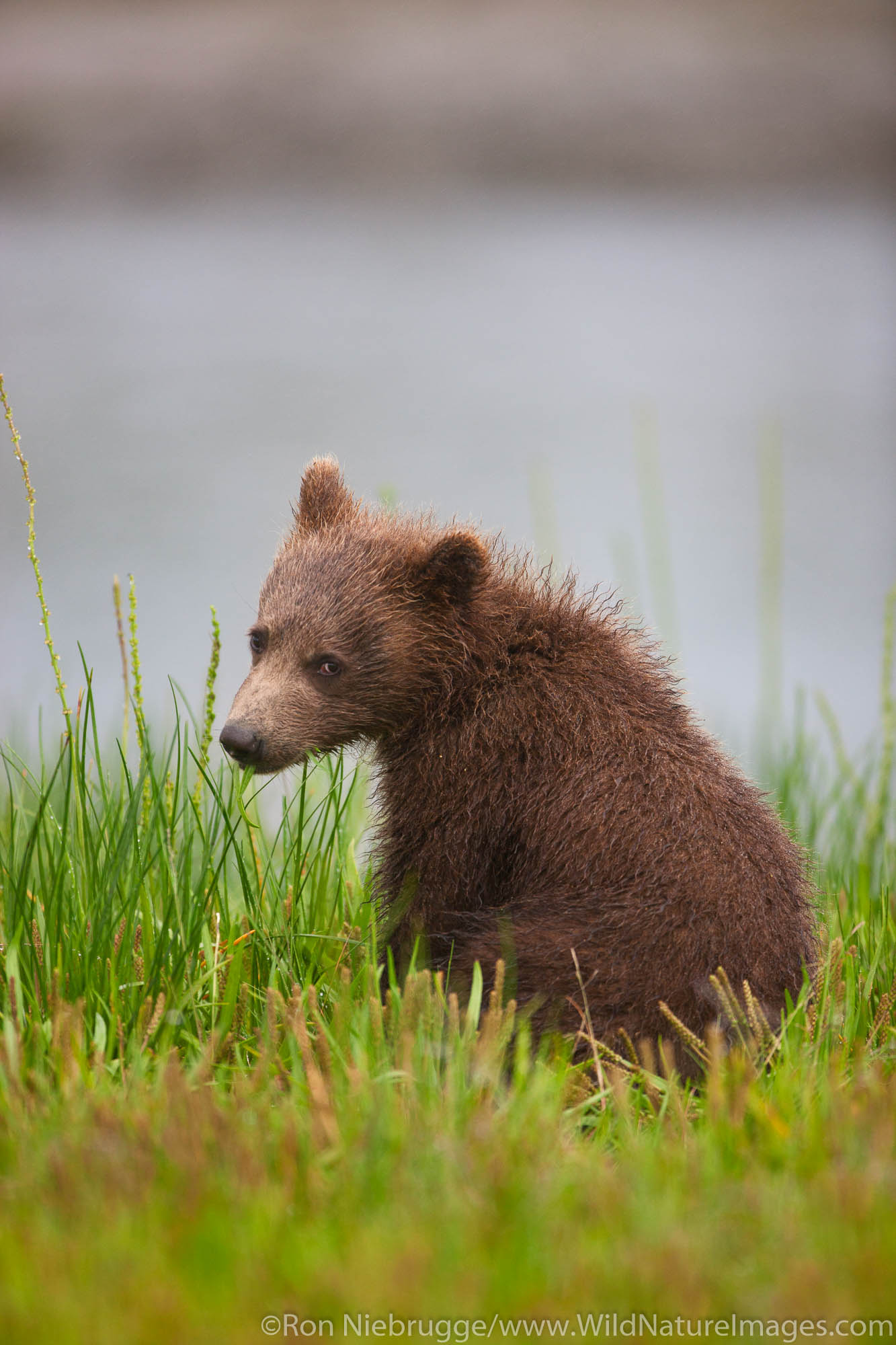A Brown or Grizzly Bear spring cub, Lake Clark National Park, Alaska.
