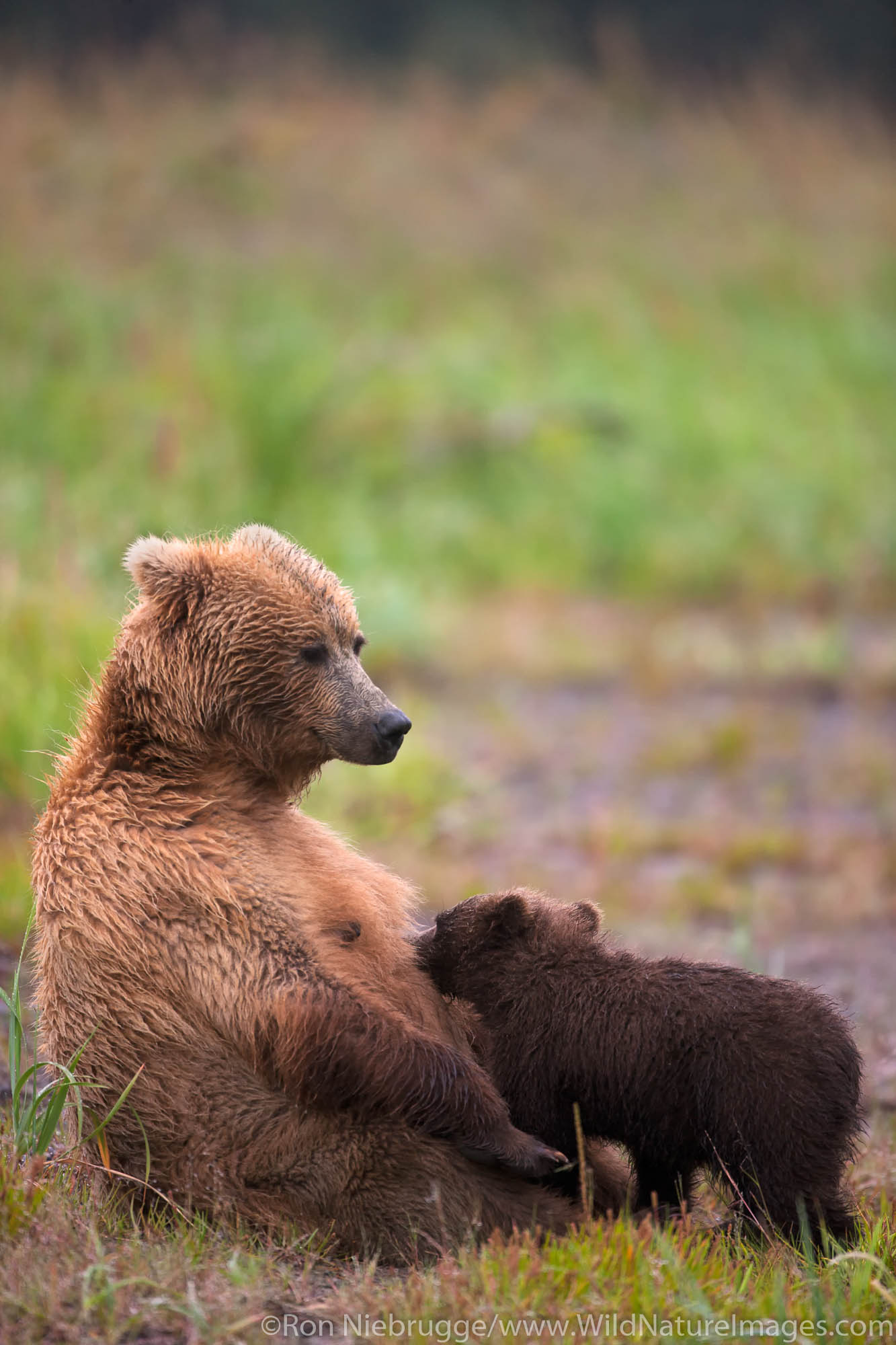 A Brown or Grizzly Bear spring cub nurses from its mother, Lake Clark National Park, Alaska.