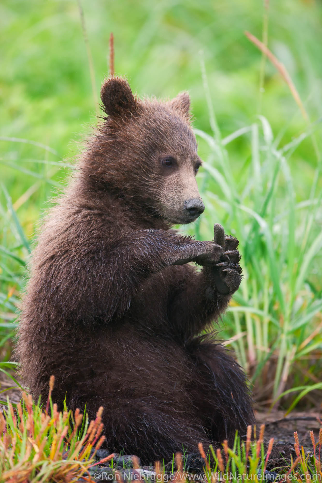 A Brown or Grizzly Bear spring cub, Lake Clark National Park, Alaska.