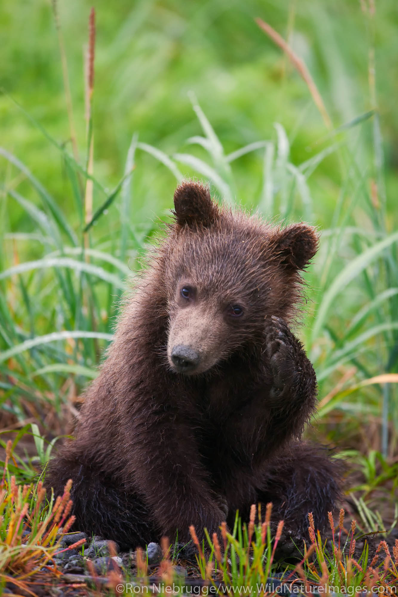 A Brown or Grizzly Bear spring cub, Lake Clark National Park, Alaska.