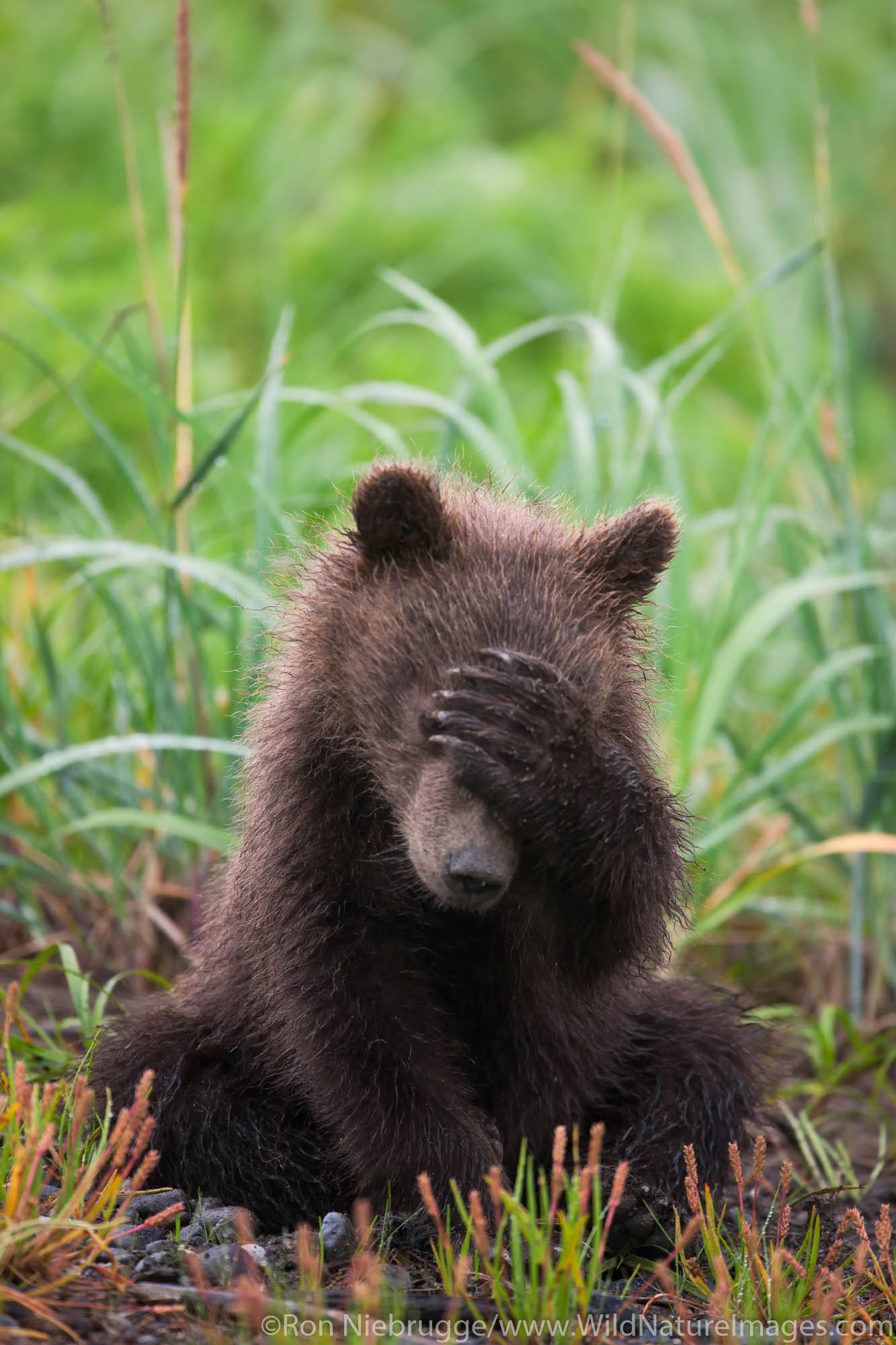 A Brown or Grizzly Bear spring cub, Lake Clark National Park, Alaska.