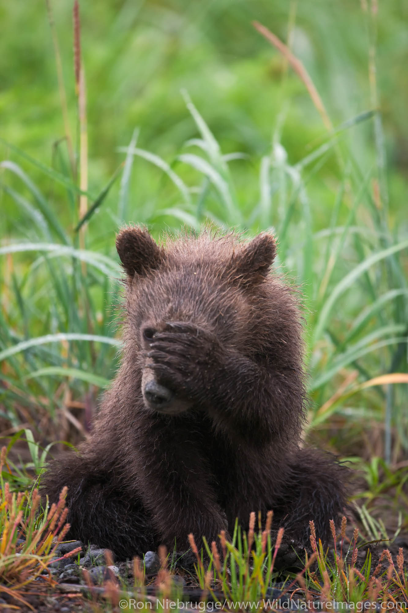 A Brown or Grizzly Bear spring cub, Lake Clark National Park, Alaska.