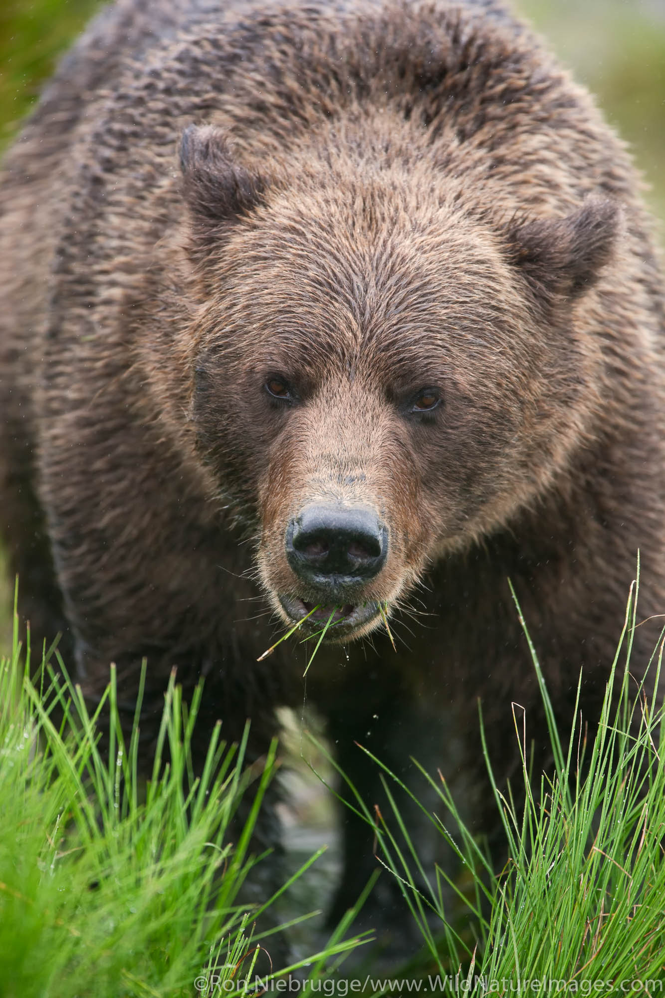 A Brown or Grizzly Bear, Lake Clark National Park, Alaska.