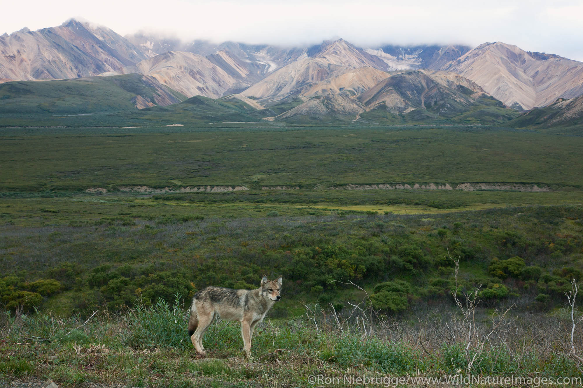 Wild wolf, Denali National Park, Alaska.