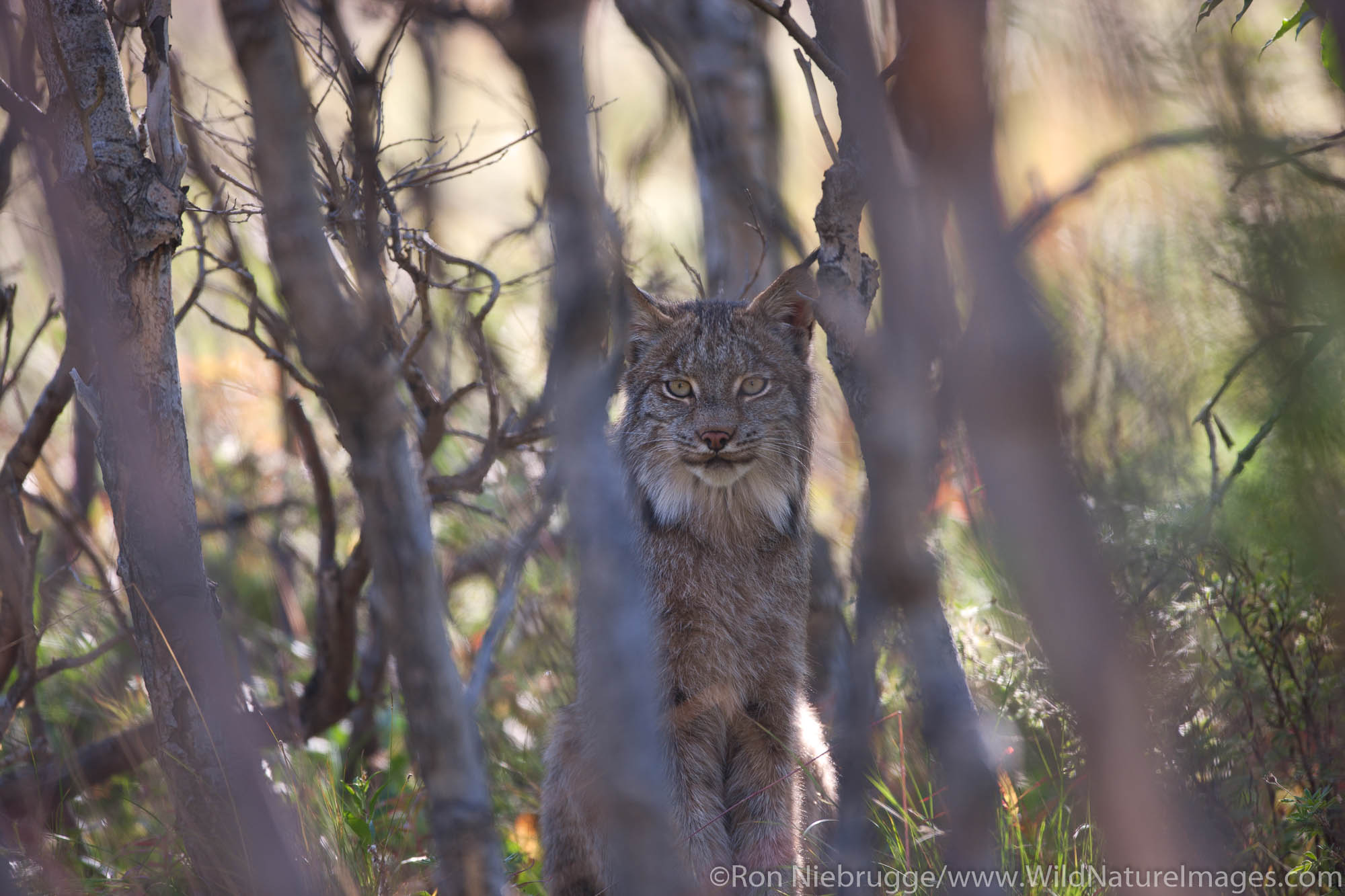 Wild lynx, Denali National Park, Alaska.