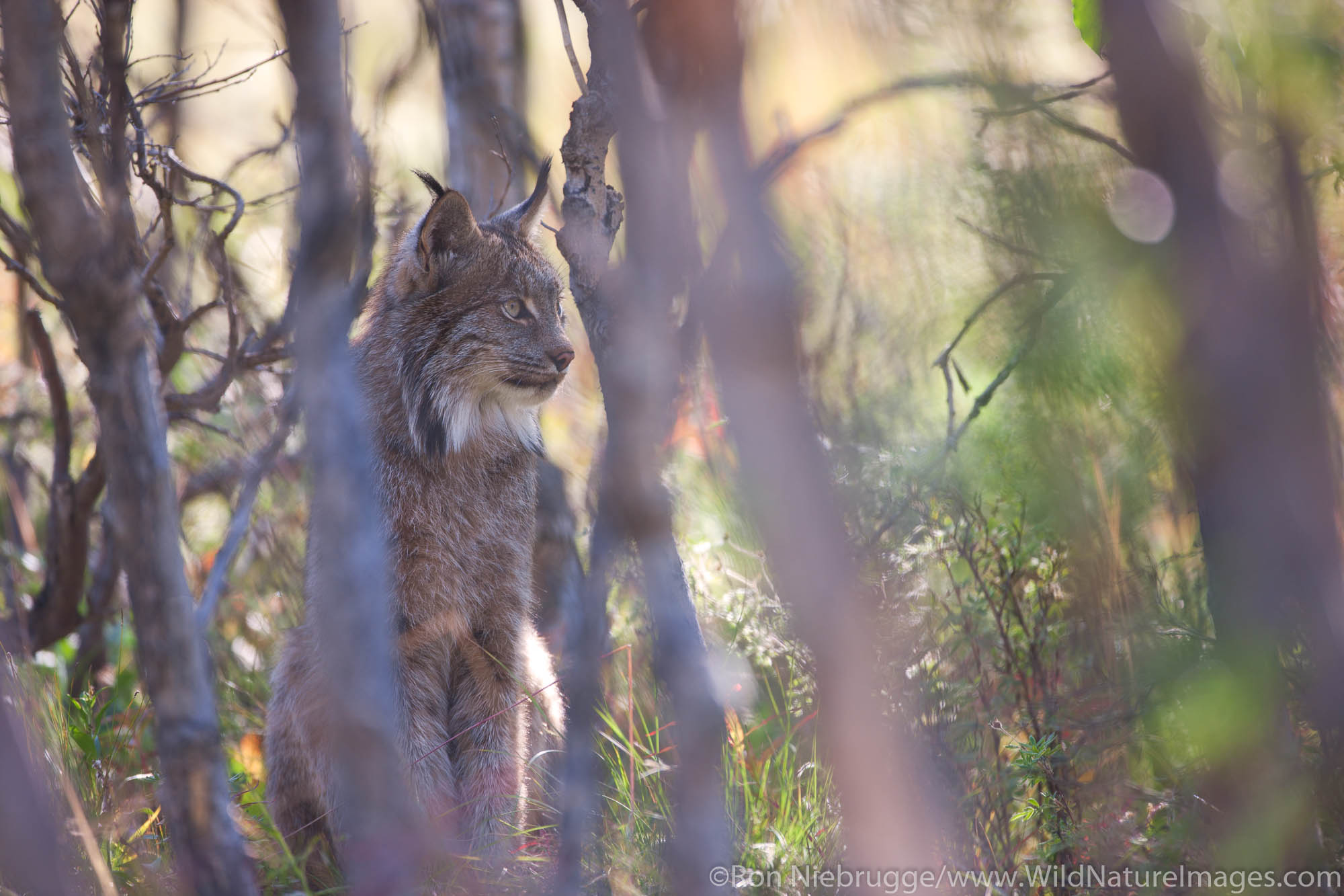 Wild lynx, Denali National Park, Alaska.