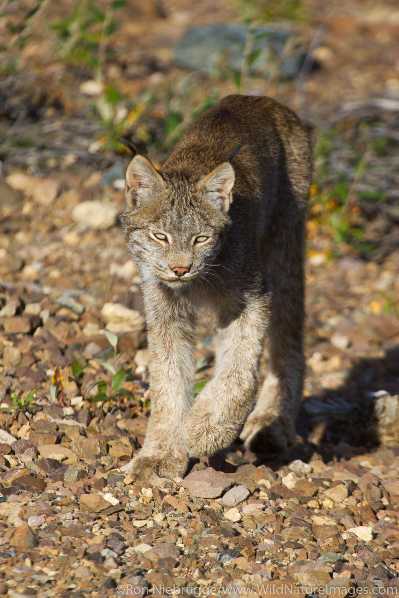 Wild lynx, Denali National Park, Alaska.