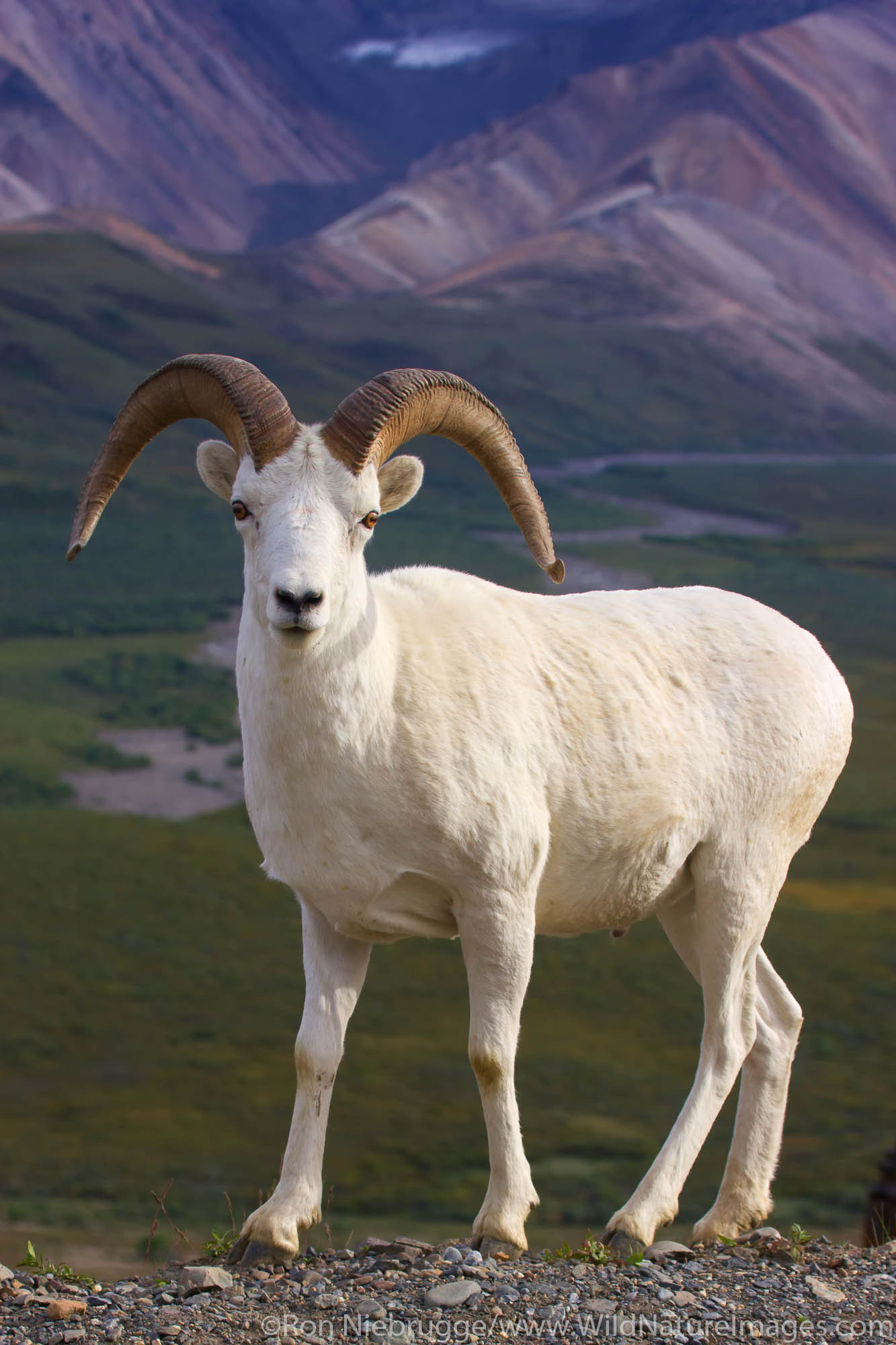 Dall's Sheep, Denali National Park, Alaska.