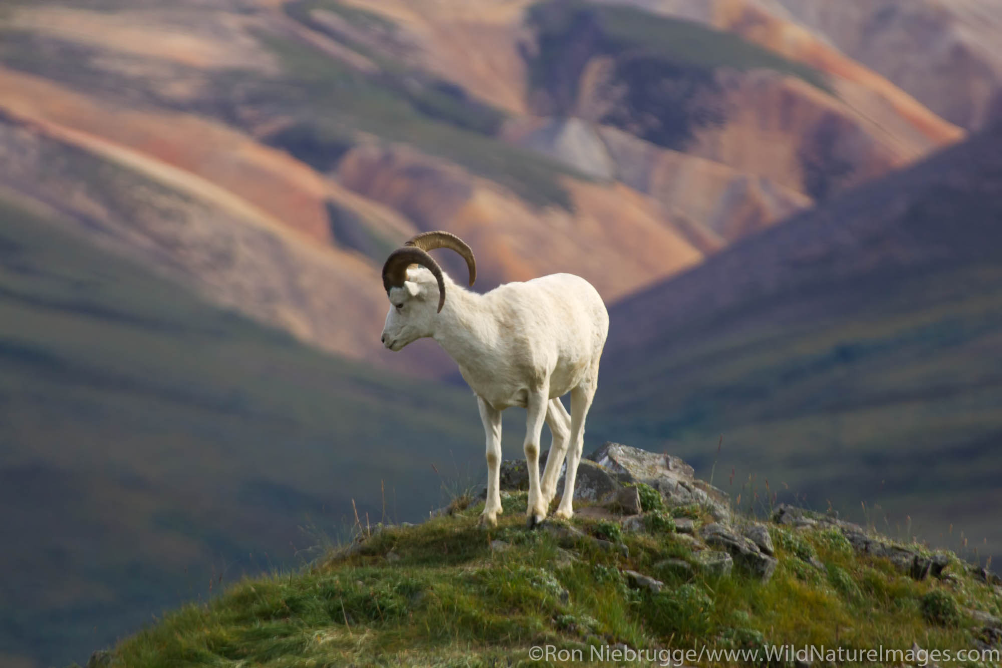 Dall's Sheep, Denali National Park, Alaska.