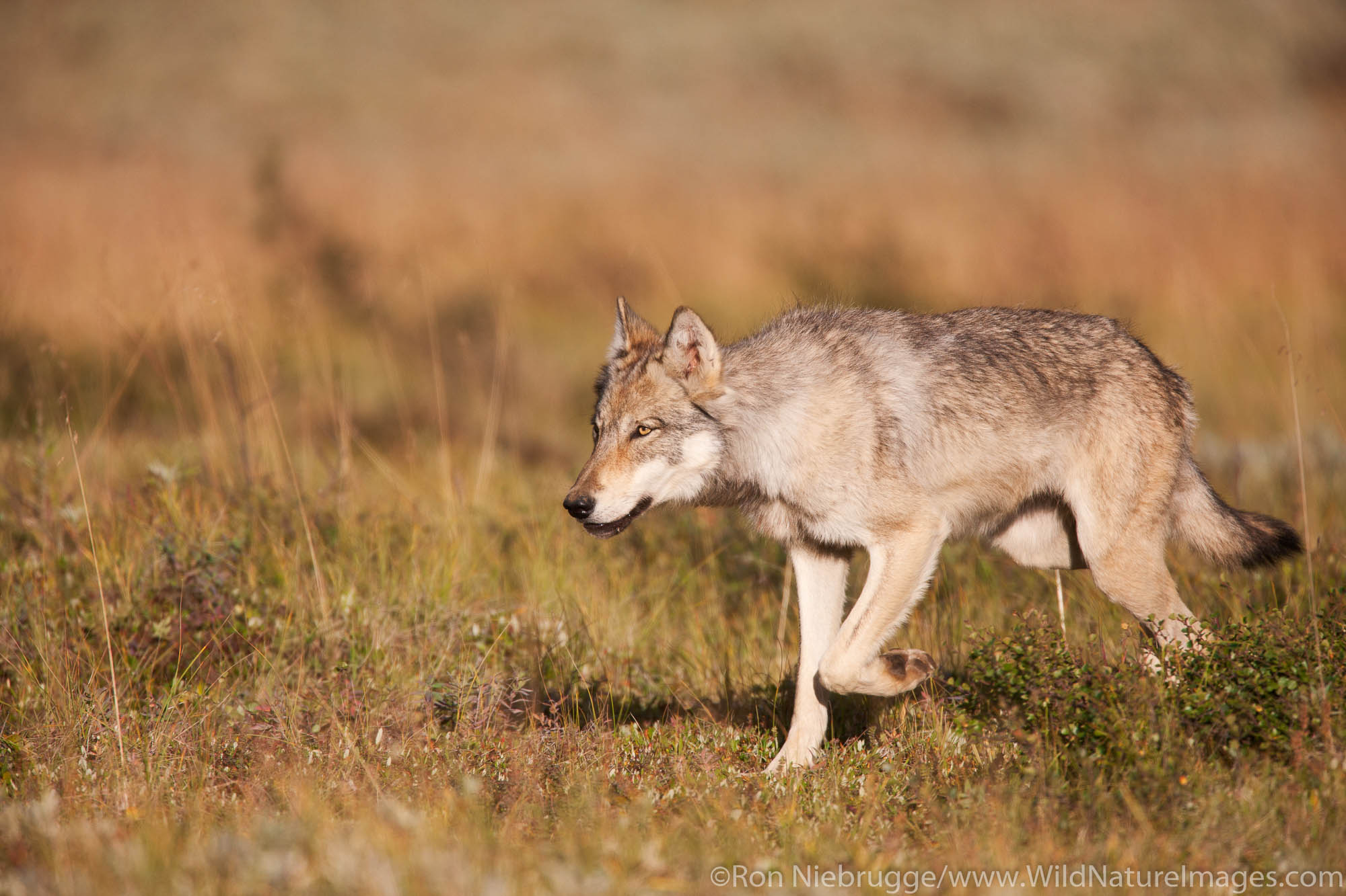 Wild wolf, Denali National Park, Alaska.