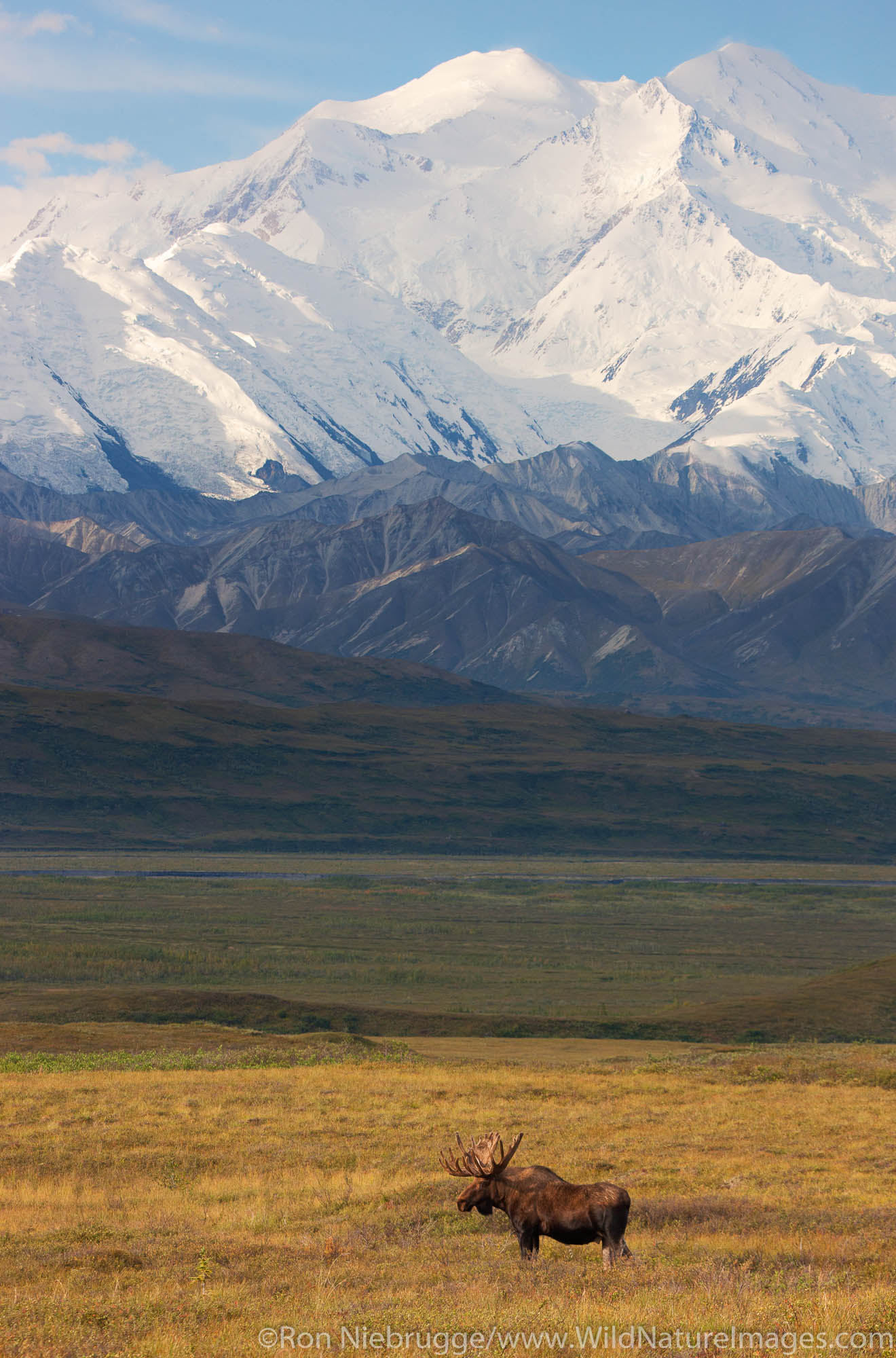 Bull moose in front of Mt. McKinley, Denali National Park, Alaska.