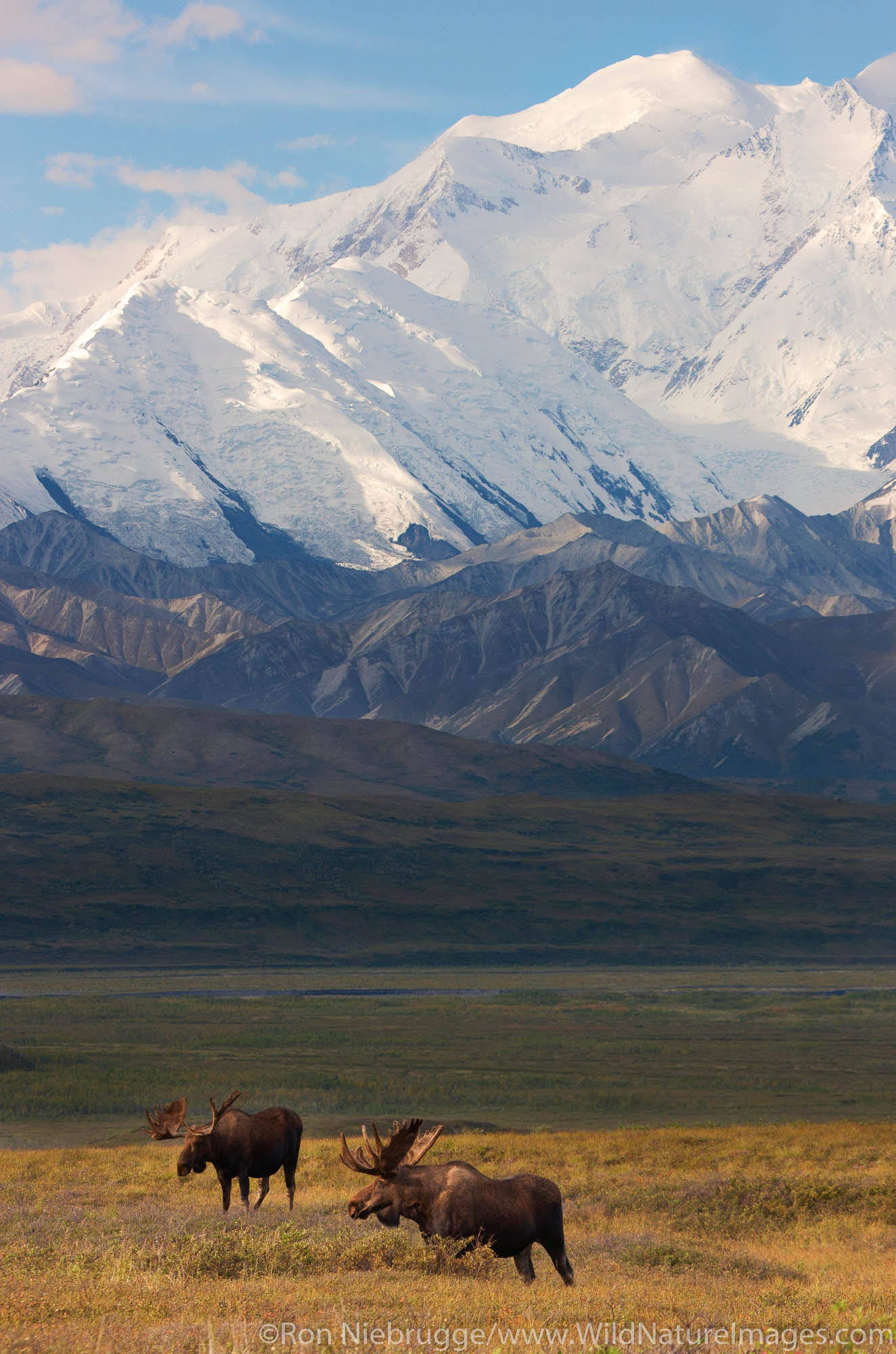 Bull moose in front of Mt. McKinley, Denali National Park, Alaska.