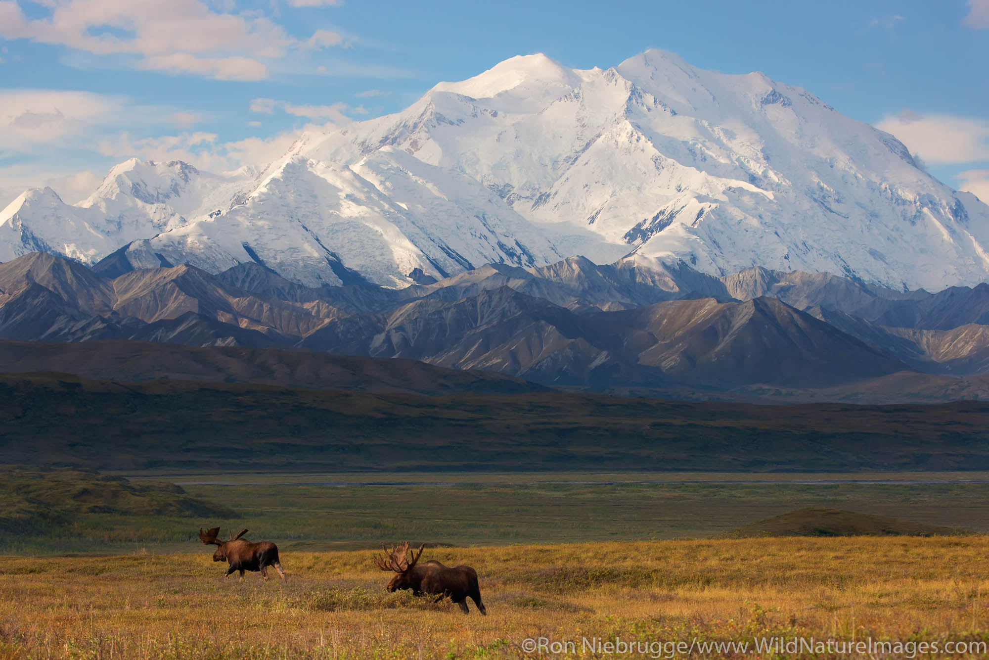 Bull moose in front of Mt. McKinley, Denali National Park, Alaska.