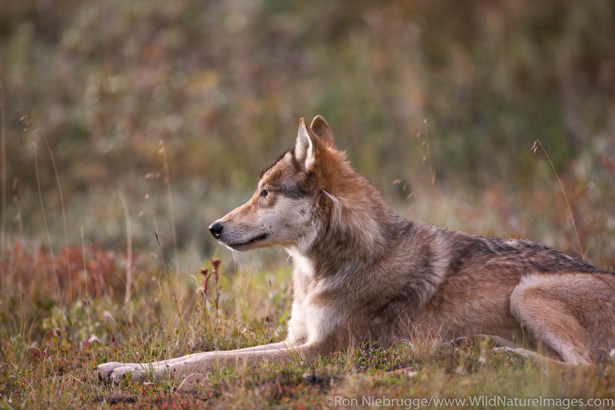 Wild wolf, Denali National Park, Alaska.