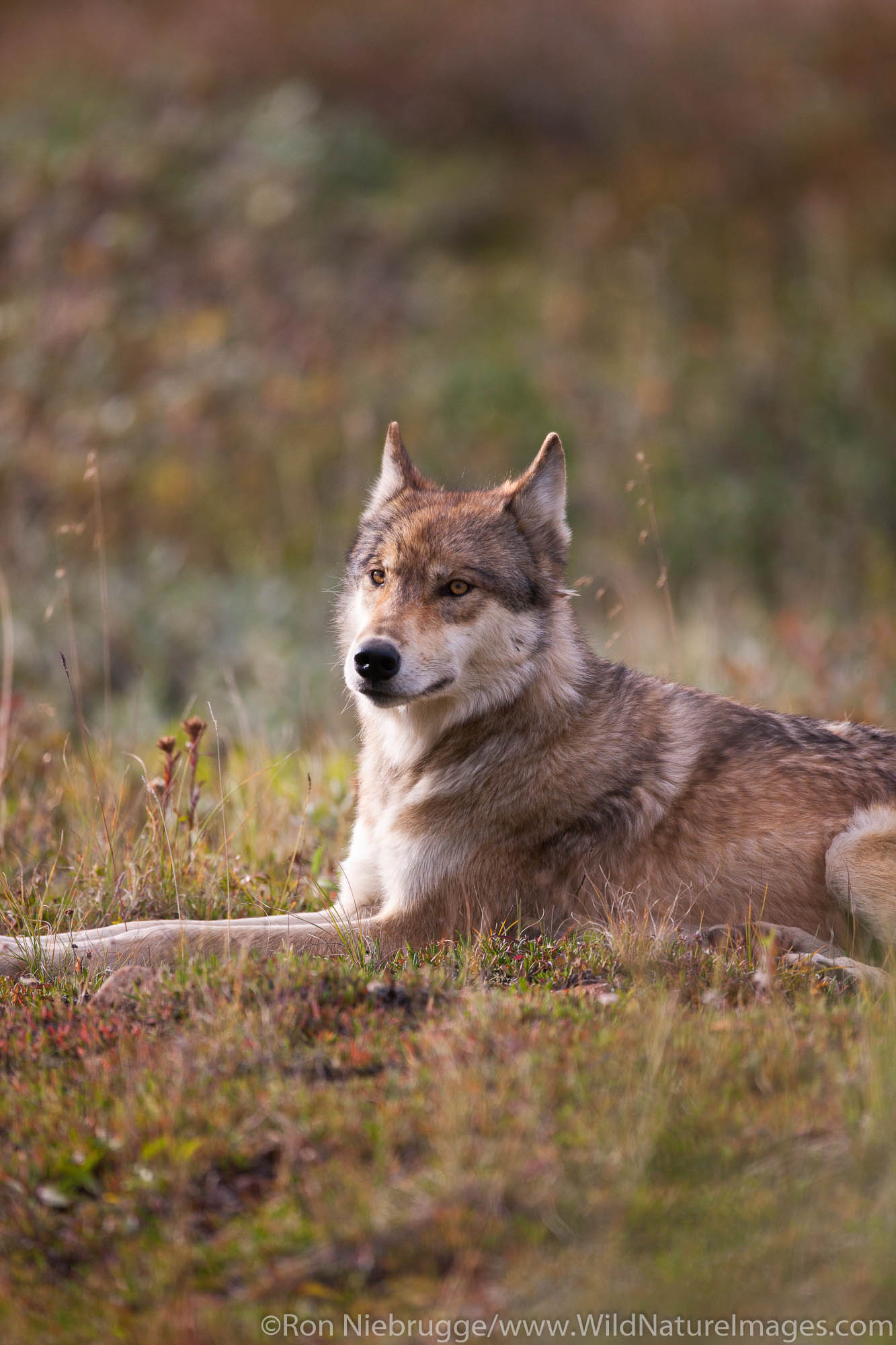Wild wolf, Denali National Park, Alaska.