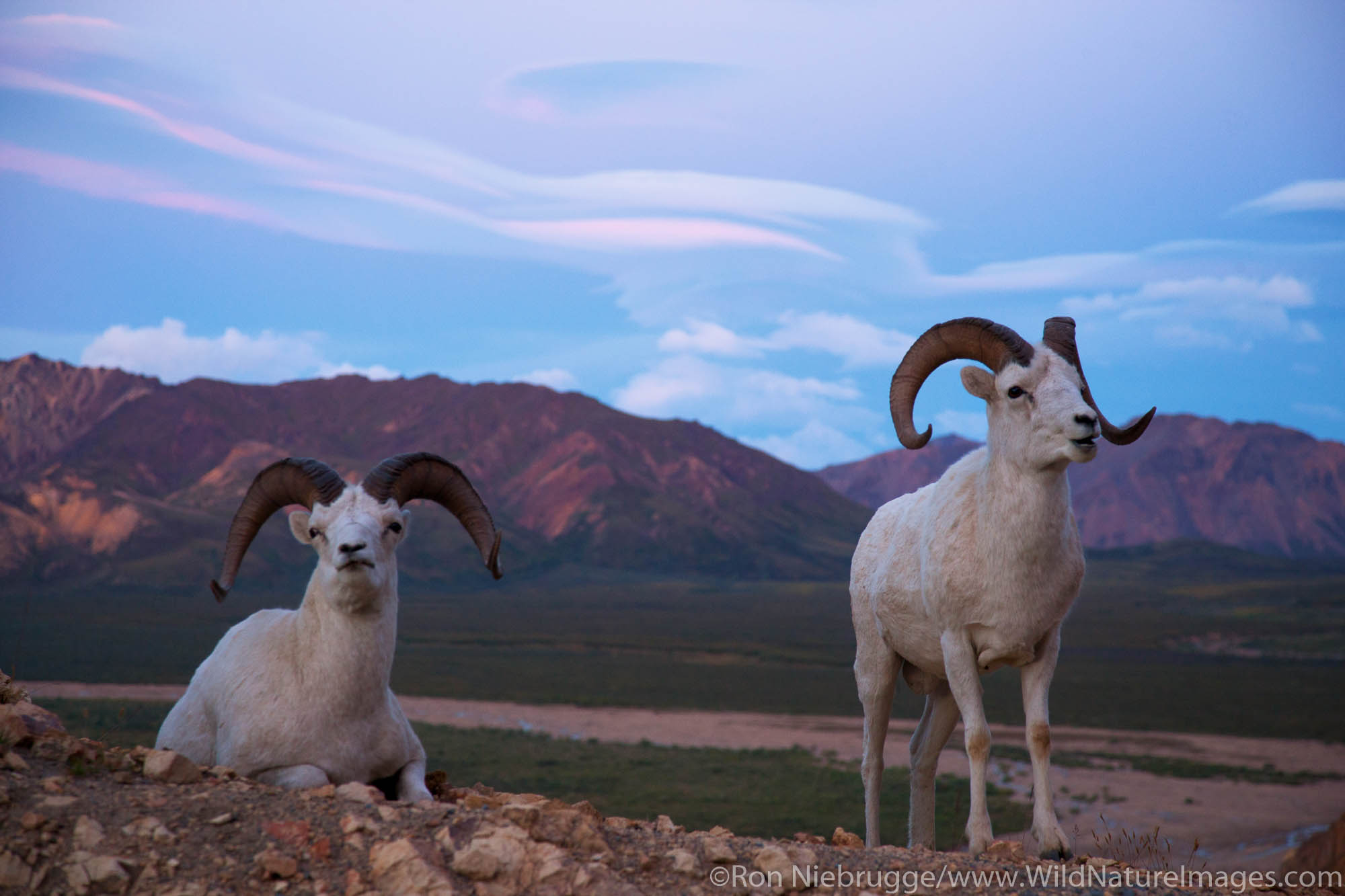 Dall's Sheep, Polychrome Pass, Denali National Park, Alaska.