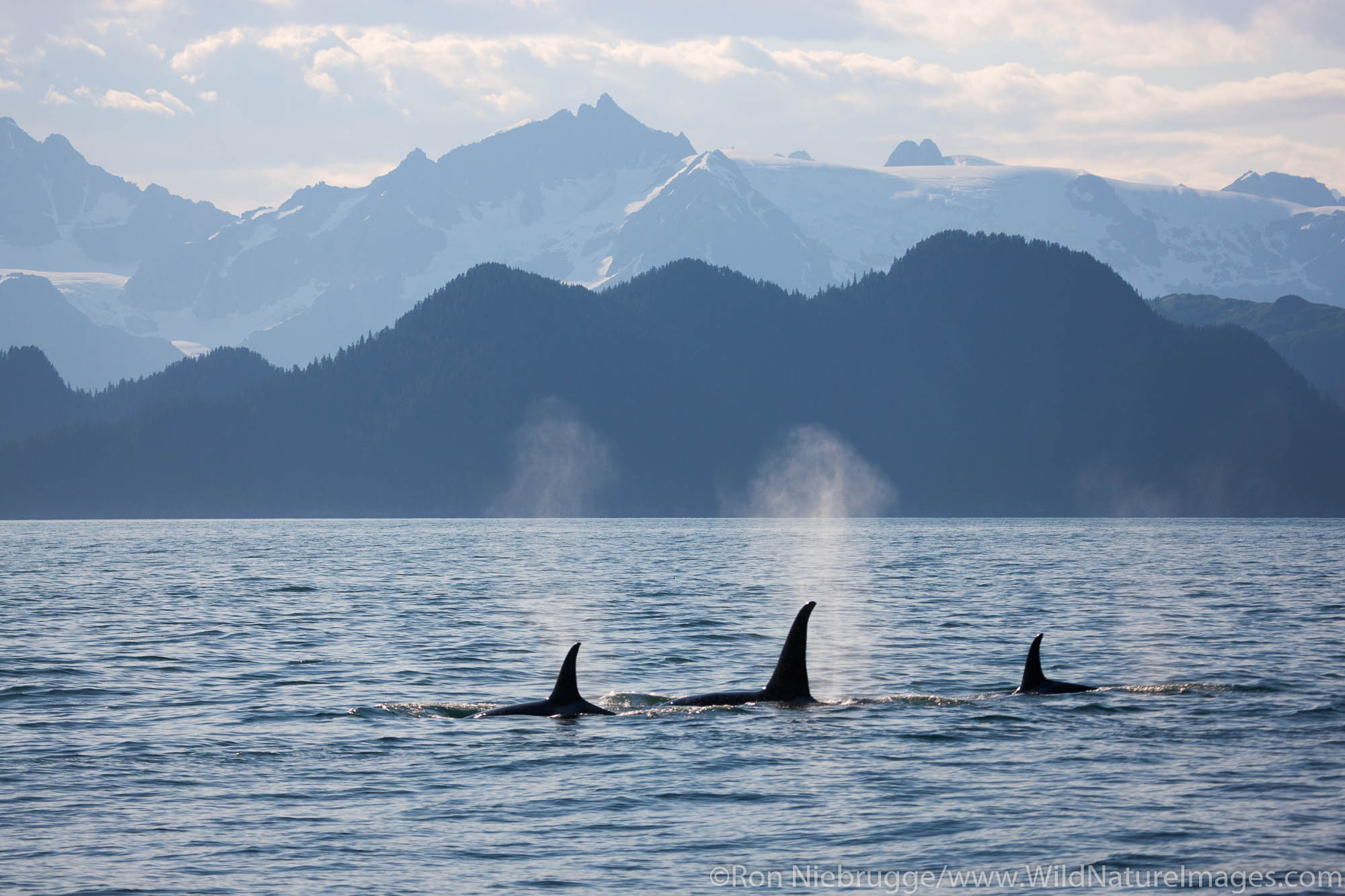 Orca or Killer Whale, Kenai Fjords National Park, near Seward, Alaska.