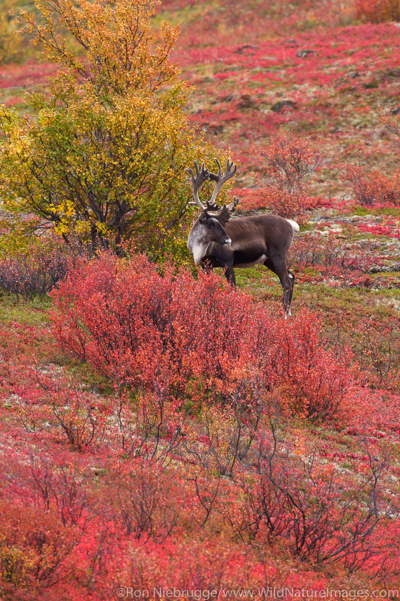 Caribou, Denali Highway, Alaska.