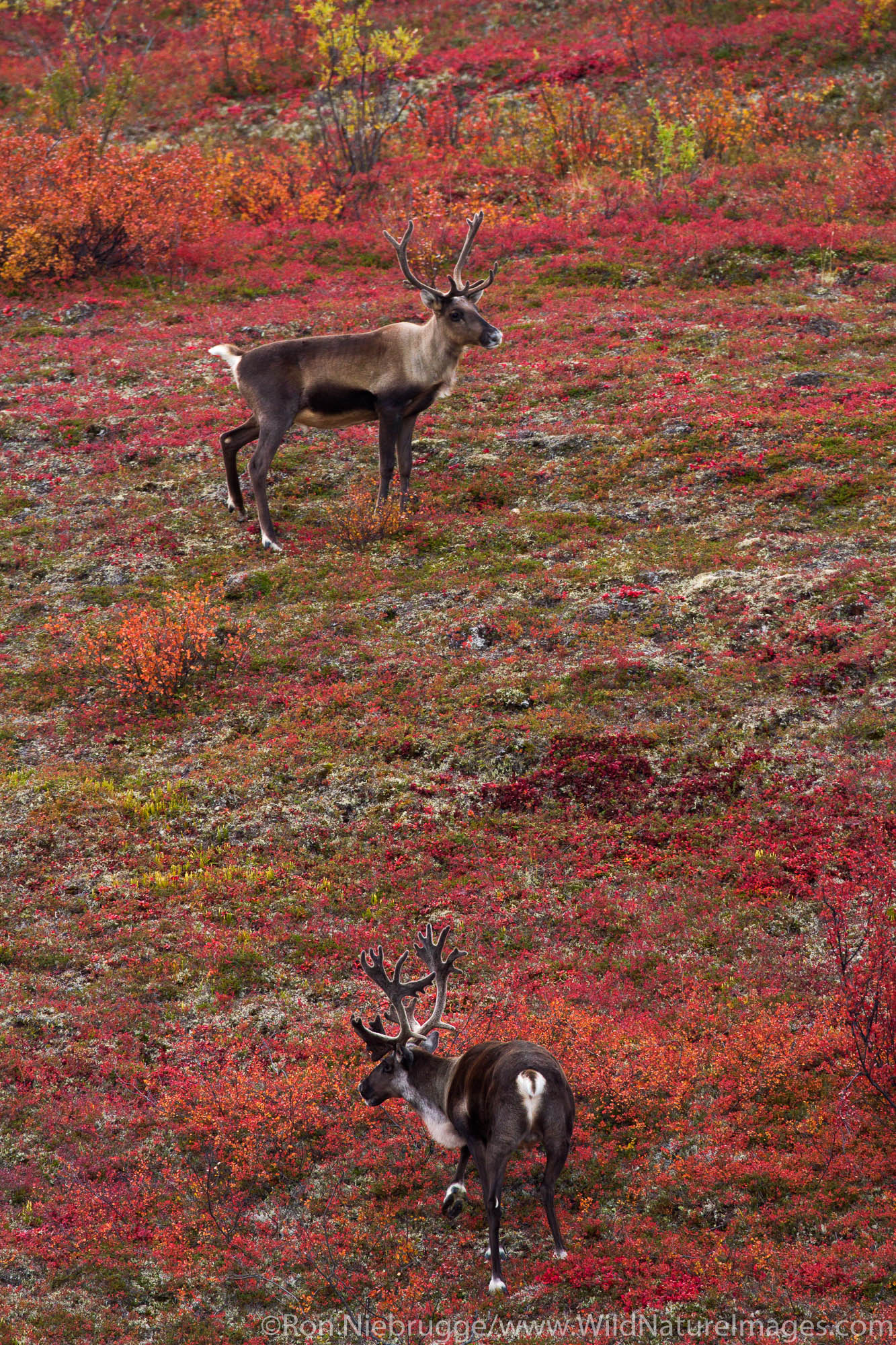 Caribou, Denali Highway, Alaska.