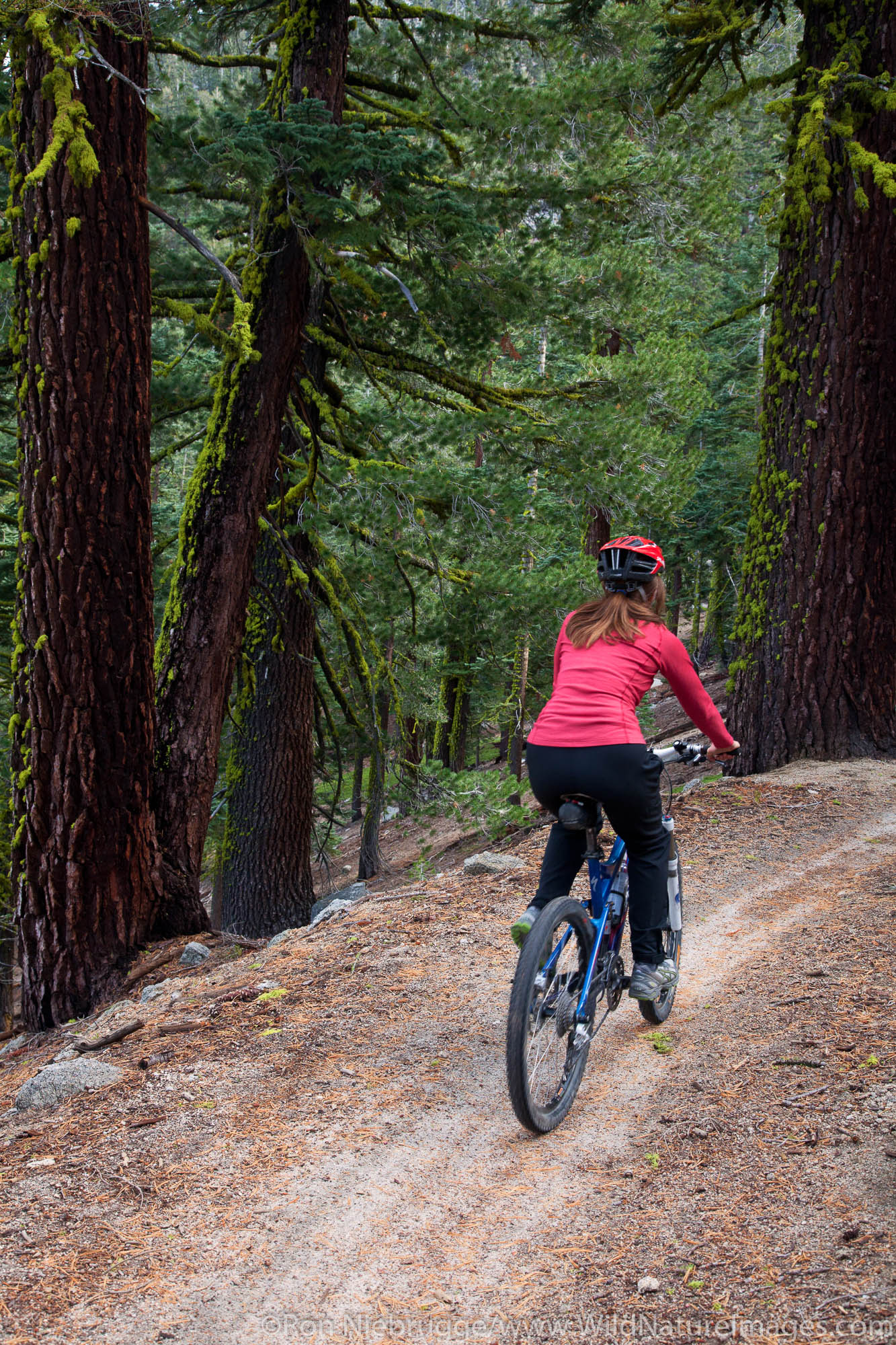Mountain biking on the Flume Trail, Lake Tahoe, NV (model released)
